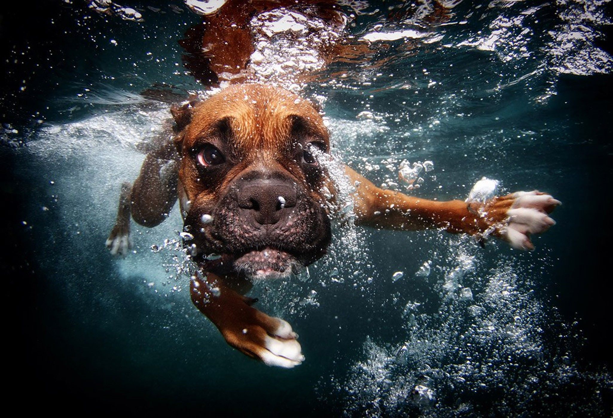 Dogs Underwater Wallpaper Free Dogs Underwater Background