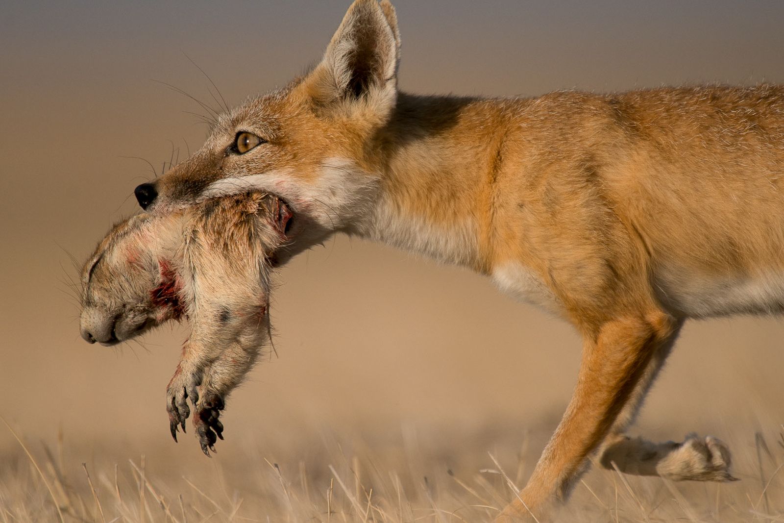 swift fox temperate grassland