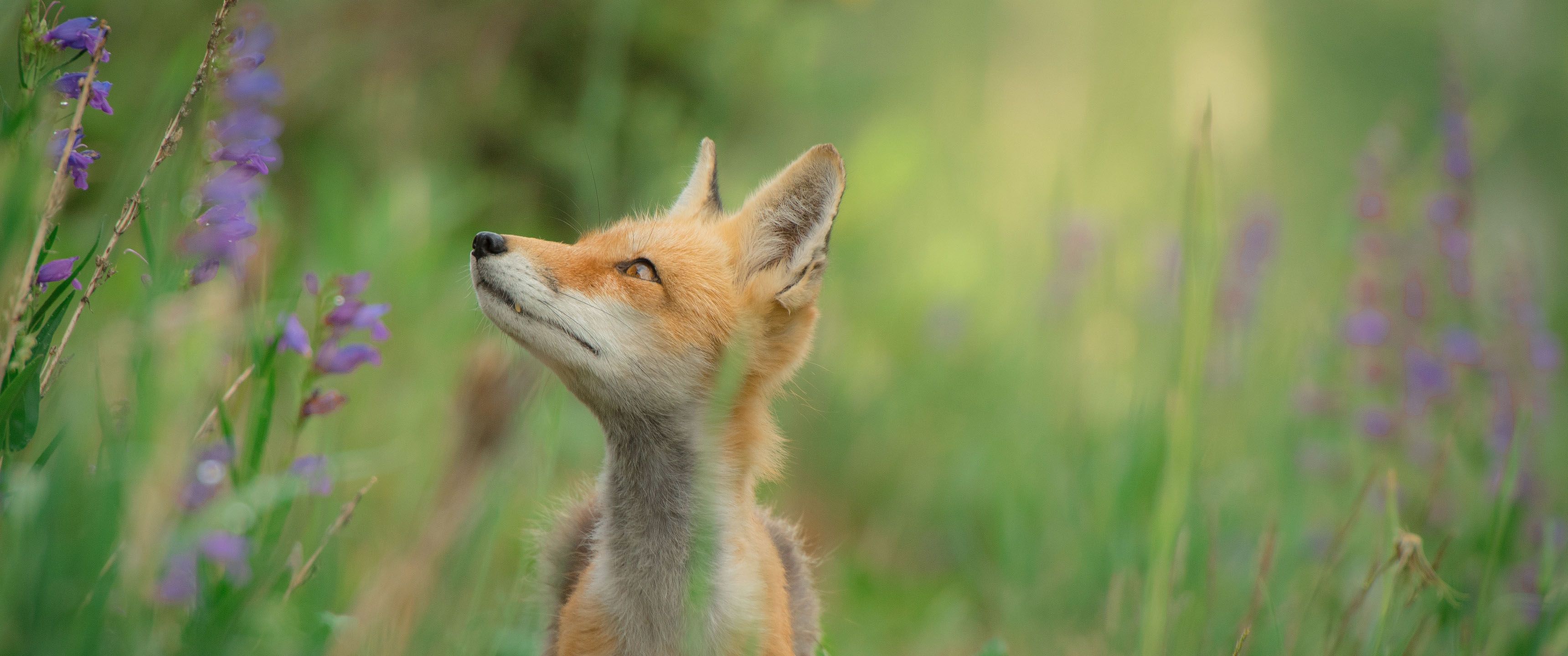 Fox in the Field 21:9 Wallpaper. Ultrawide Monitor 21:9 Wallpaper