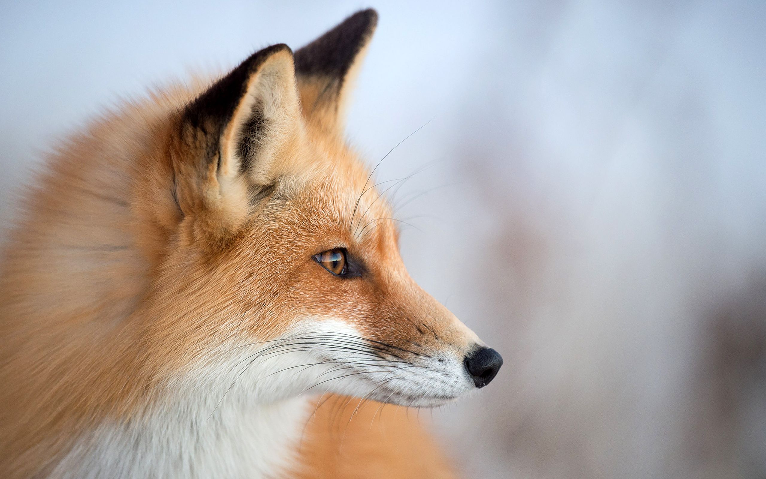 Beautiful Fox Wallpaper Quality Image And Transparent PNG Free Clipart