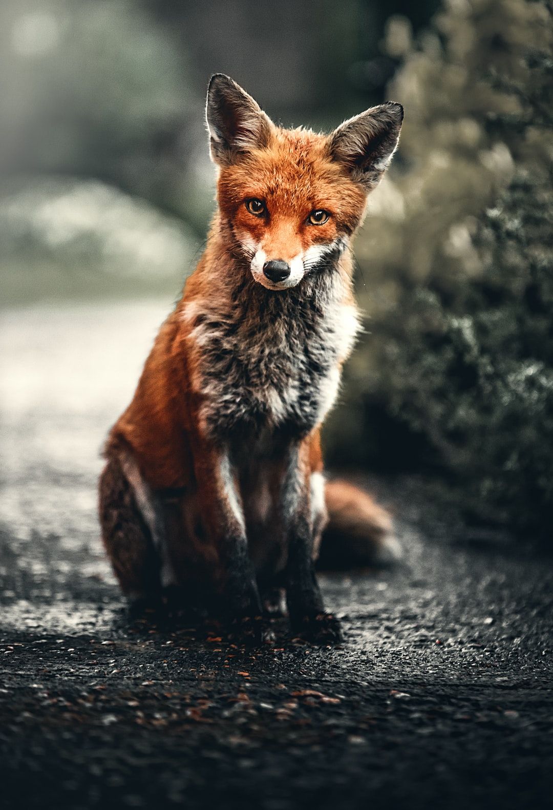 Fox Wallpaper: Free HD Download [HQ]