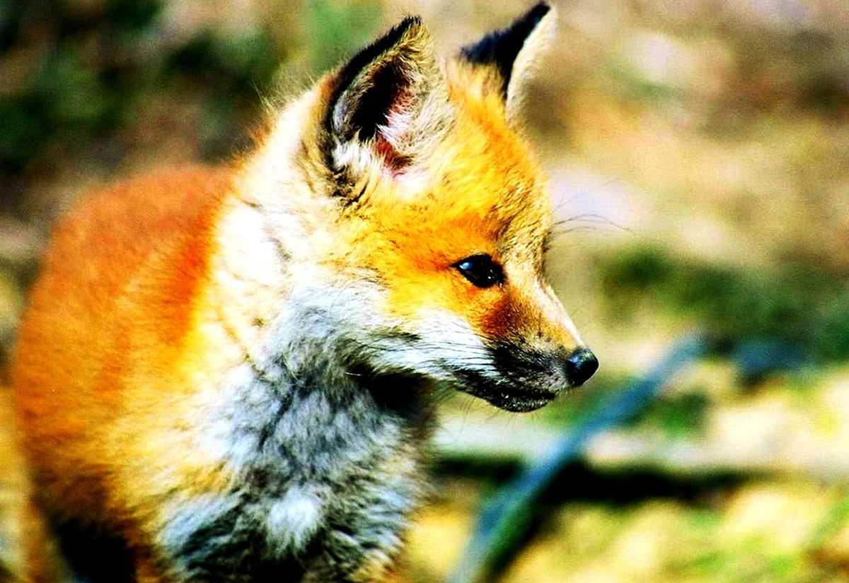 Background Red Fox, Fox, Wildlife. TOP Free picture