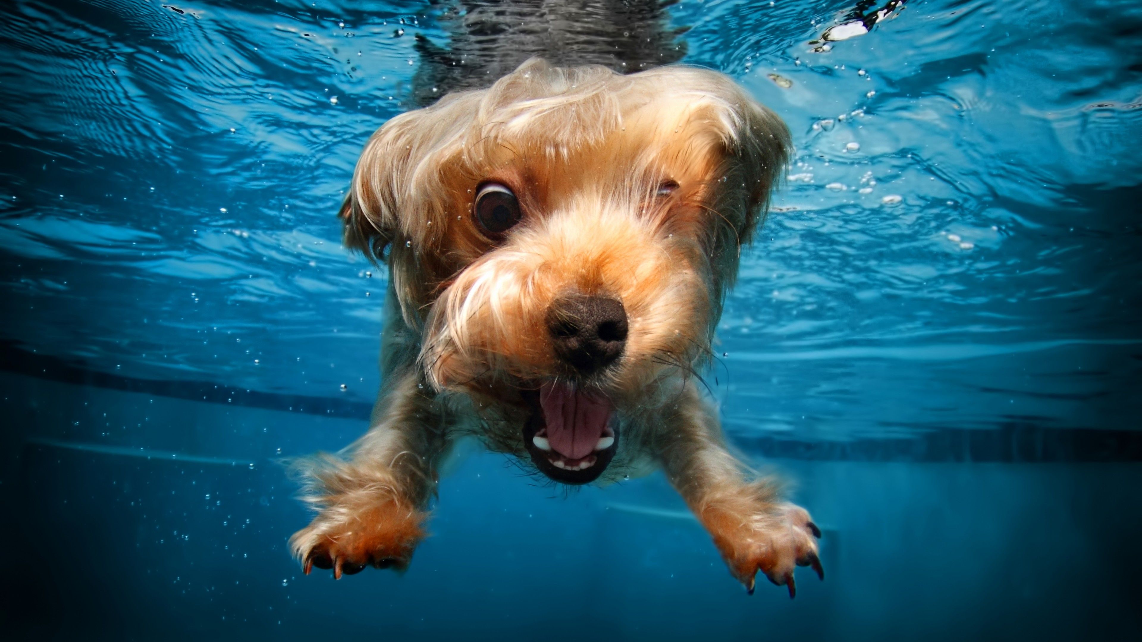 Dogs Underwater Wallpaper Free Dogs Underwater Background