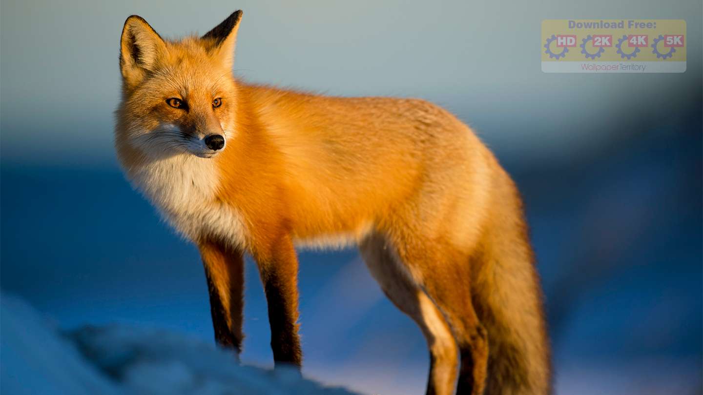 Red Fox Ultra HD 5K Wallpaper: Free