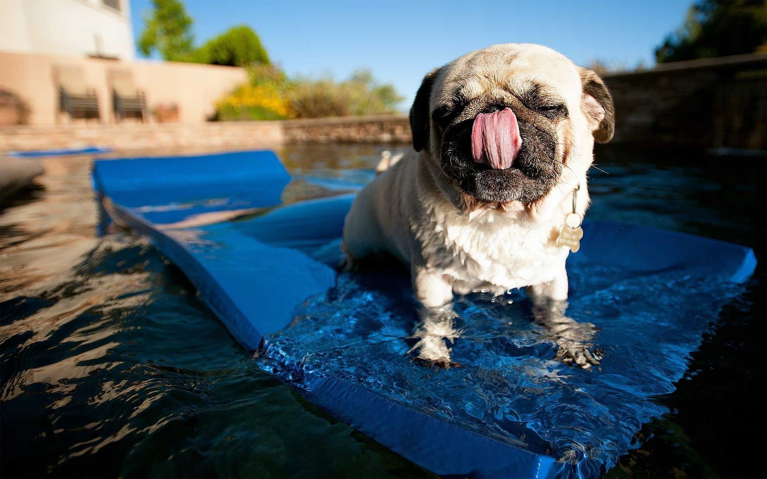 dogs, swimming pools, pug wallpaper