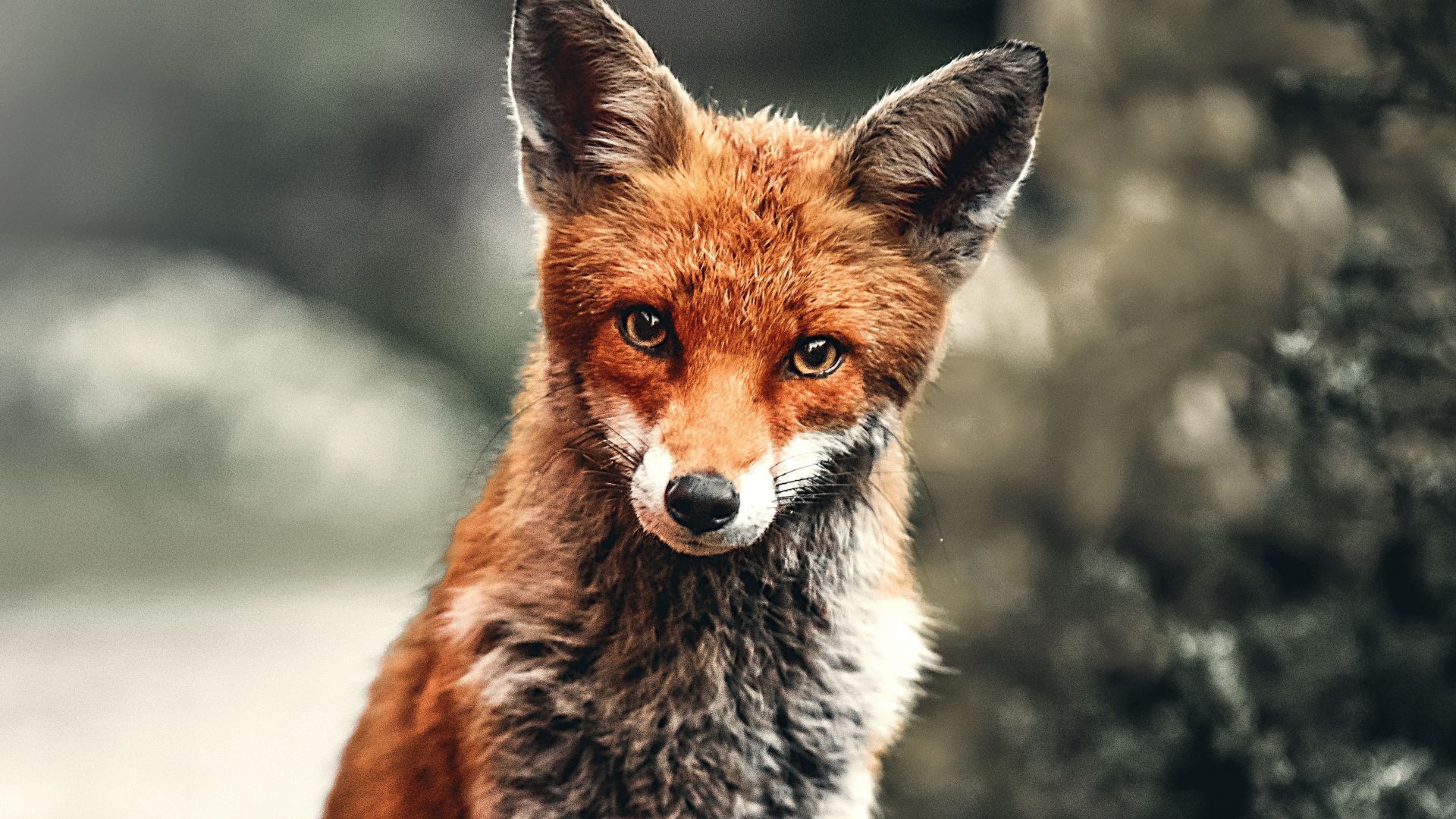 Desktop wallpaper wild animal, fox, red, HD image, picture, background, 8e85b0