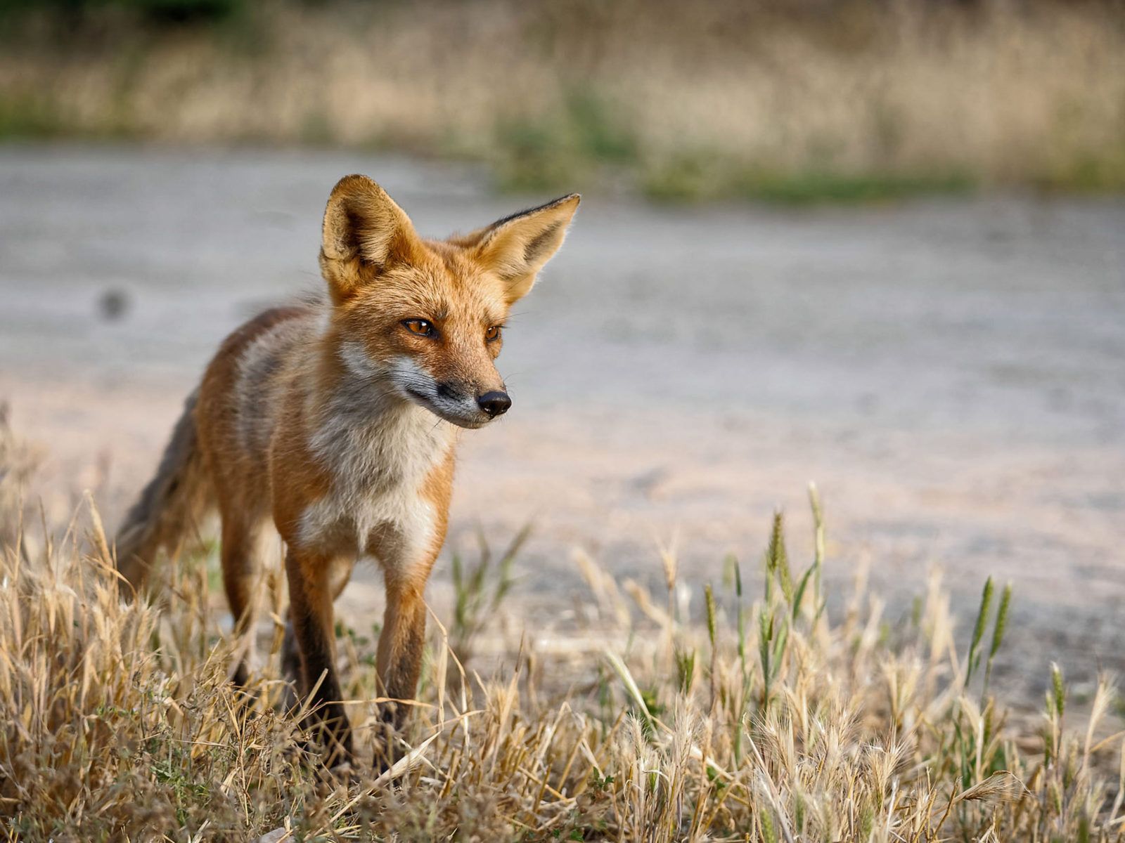 Animal Swift Fox Scientific Name Vulpes Velox Small Light Fox With Orange Tan Size Domestic Cat Lives In North America Montana Colorado New Mexico Kansas Oklahoma Texas, Wallpaper13.com