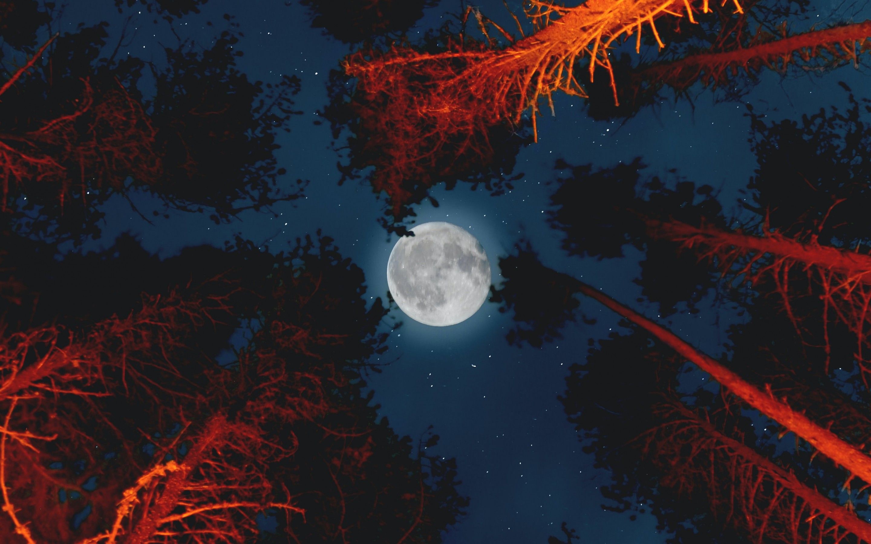 Full moon 4K Wallpaper, Trees, Sky view, Night, Campfire, Outdoor, Woods, Dark, Nature