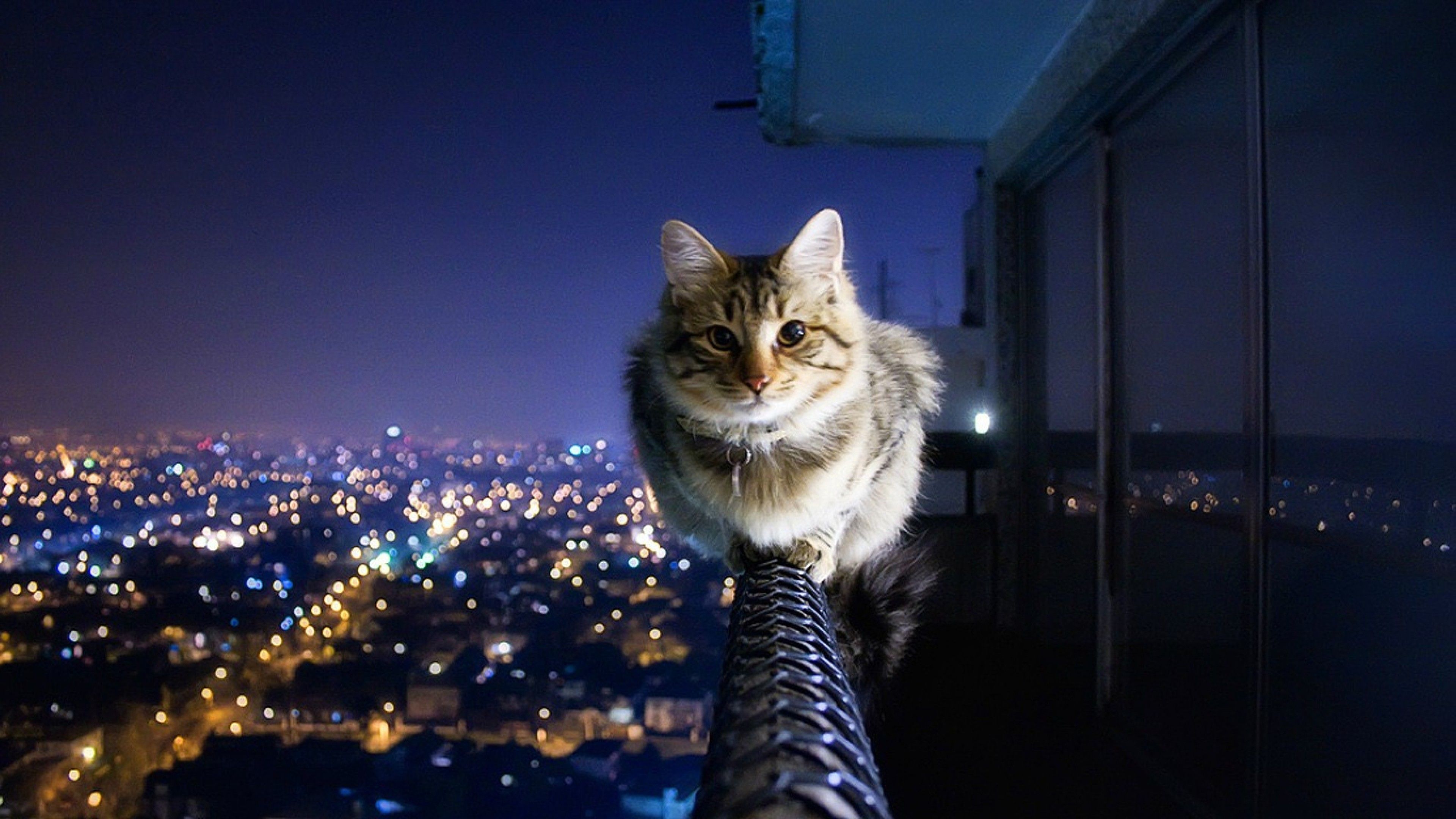 Cat cityscape HD Wallpaper 4K Ultra HD