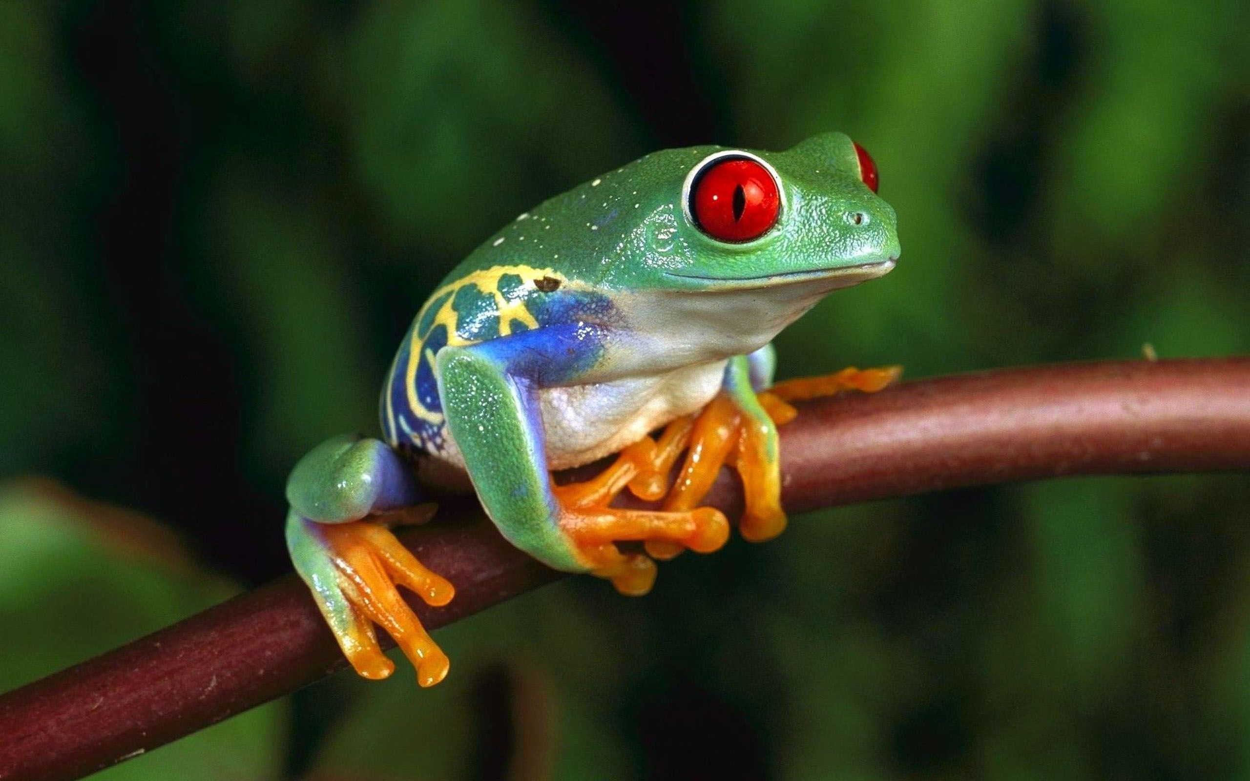 Green Frog With Red Eyes 4k Ultra HD Wallpaper For Computer And Laptop, Wallpaper13.com