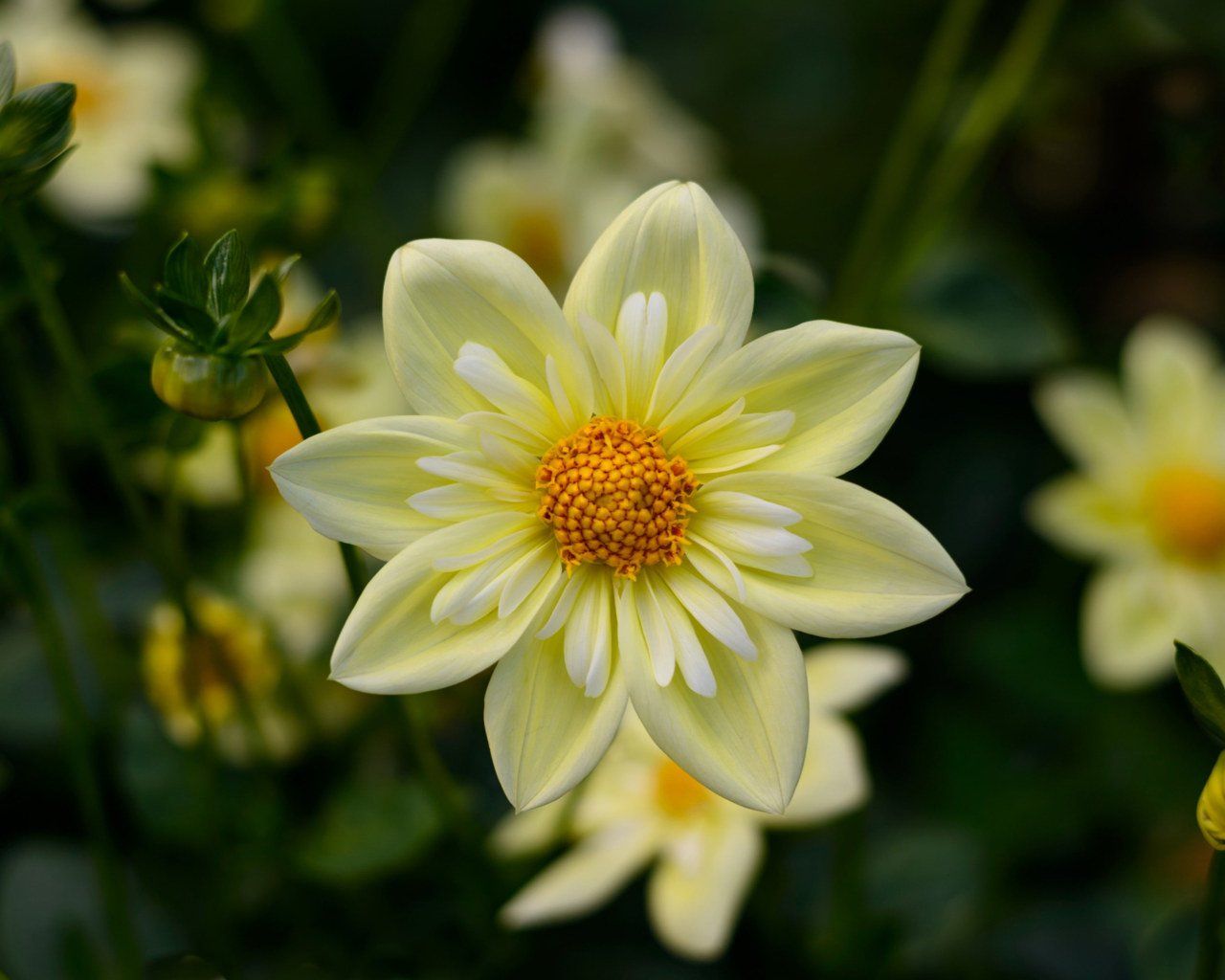Dahlia Yellow Flowers High Quality Flower Wallpaper For Desktop Computers HD Wallpaper For 4k Ultra HD Tv 3840×2400 • Wallpaper For You HD Wallpaper For Desktop & Mobile