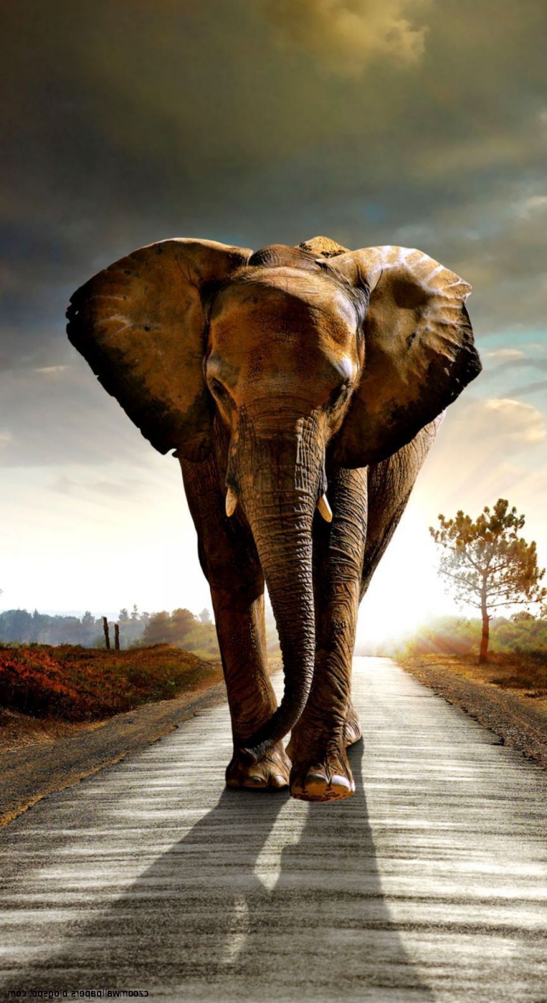 Elephant HD Wallpaper 1080P