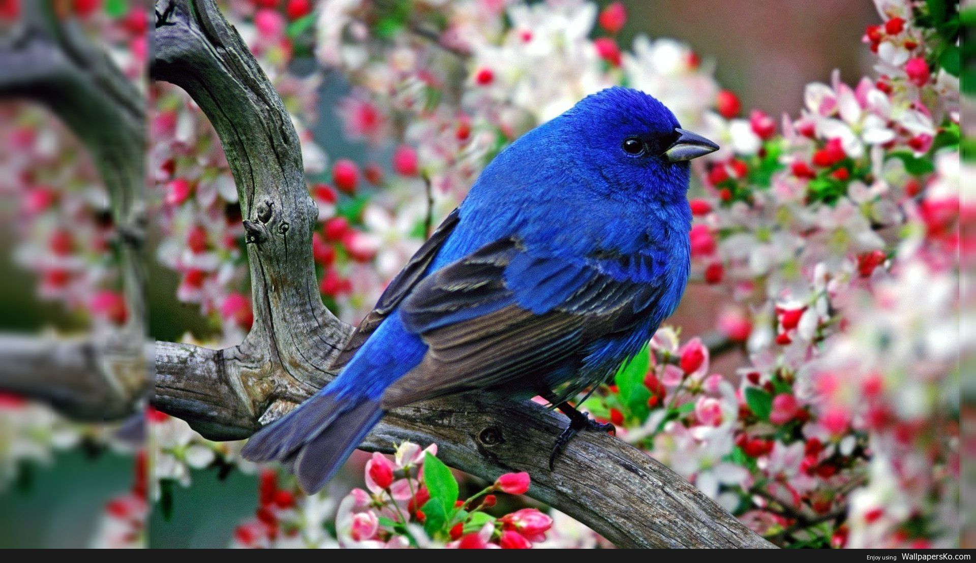 Desktop Background Birds /desktop Background Birds HD Wa. Beautiful Bird Wallpaper, Birds Wallpaper Hd, Animal Photography Wildlife
