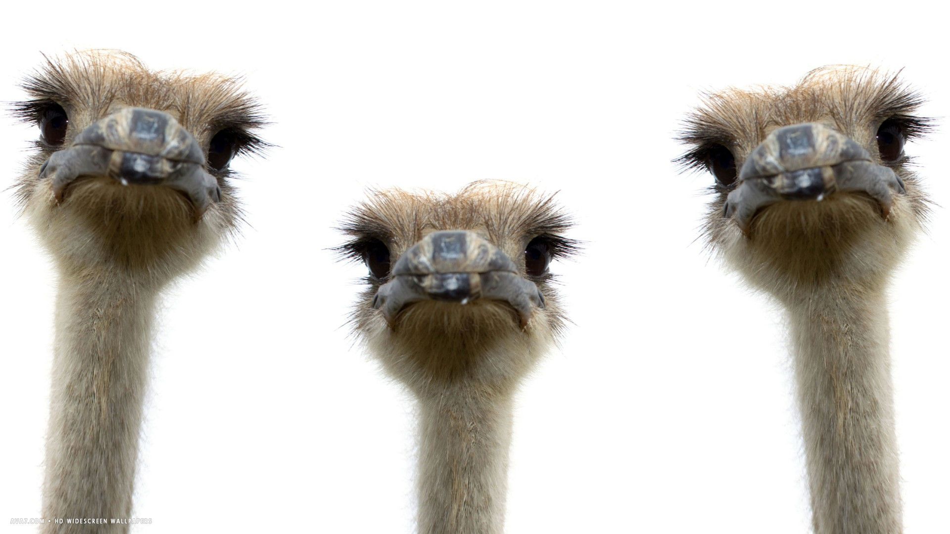 ostrich bird three funny ostriches heads HD widescreen wallpaper / birds background