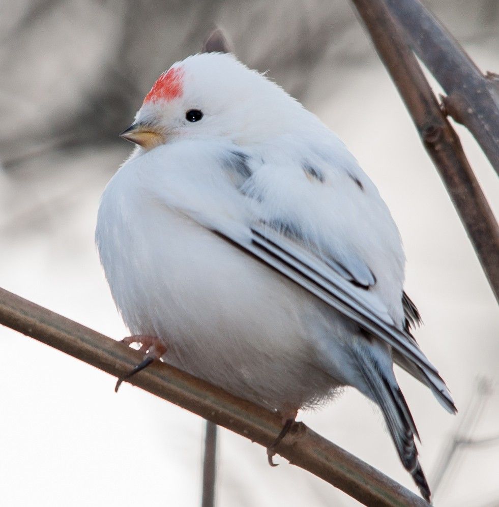 Birds HD Wallpaper Image (1080p) - #birds #hdwallpaper #birdimage. Beautiful Birds, Funny Birds, Birds