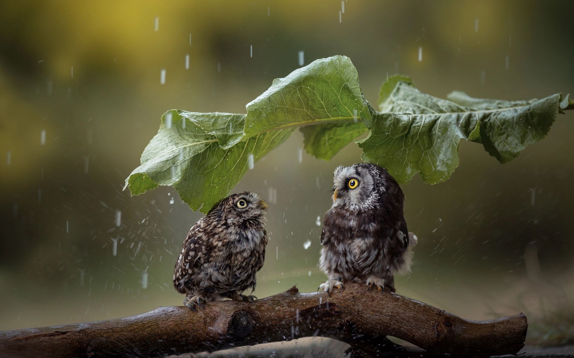 Download wallpaper Owl, rain, wildlife, funny birds, predatory bird, Strigiformes for desktop with resolution 1920x1200. High Quality HD picture wallpaper