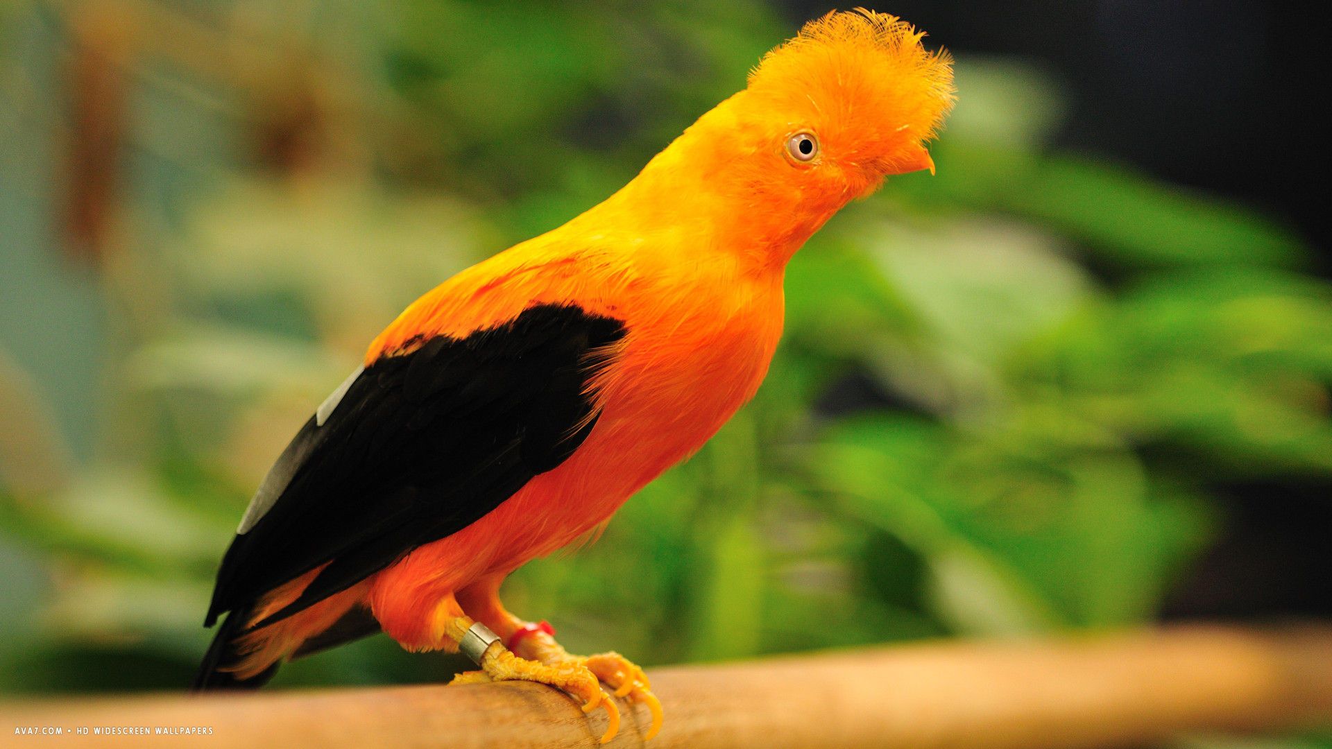 cotinga bird funny head orange HD widescreen wallpaper / birds background