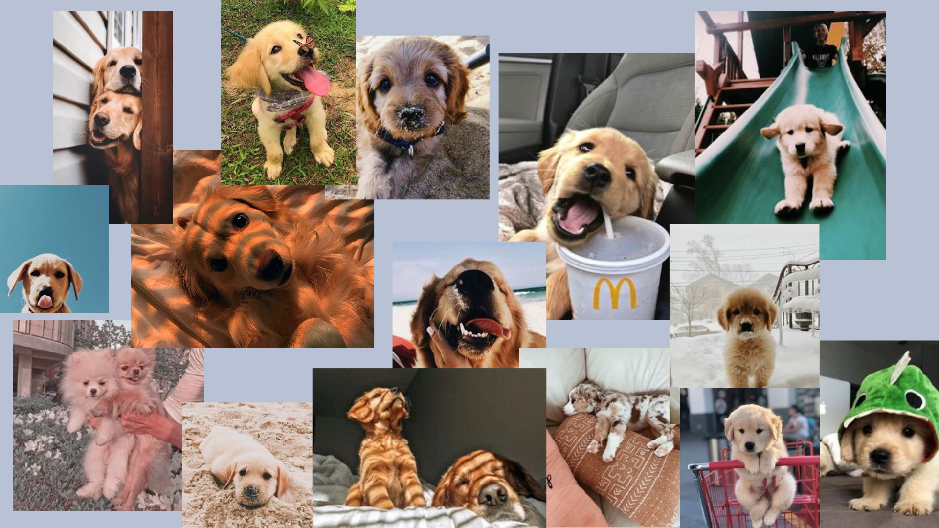 p u p p i e s. Cute laptop wallpaper, Cute dog wallpaper, Puppy background