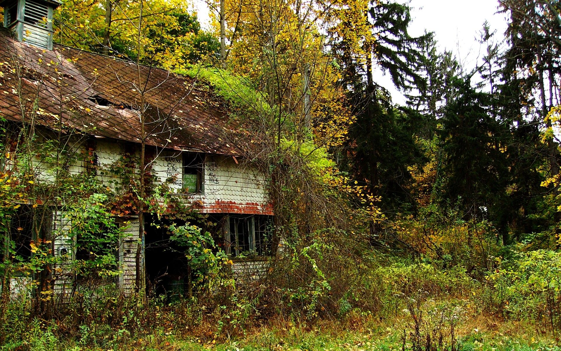 Wallpaper, forest, garden, nature, ruin, abandoned, house, green, village, farm, alone, jungle, cottage, tree, autumn, leaf, flower, season, woodland, rural area, habitat, woody plant 1920x1200