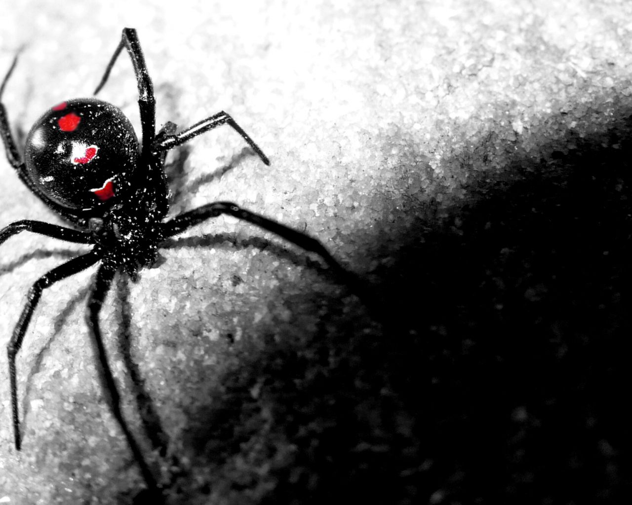 Free download Funny Stuff about Animals Nature Black Widow Spider Wallpaper [2308x1328] for your Desktop, Mobile & Tablet. Explore Black Widow HD Wallpaper. Scarlett Johansson Black Widow Wallpaper, Black