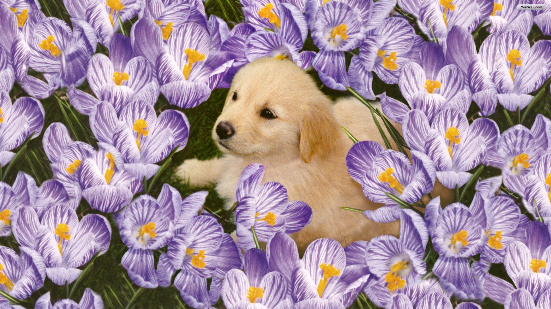 Puppies in Flowers Computer Wallpaper