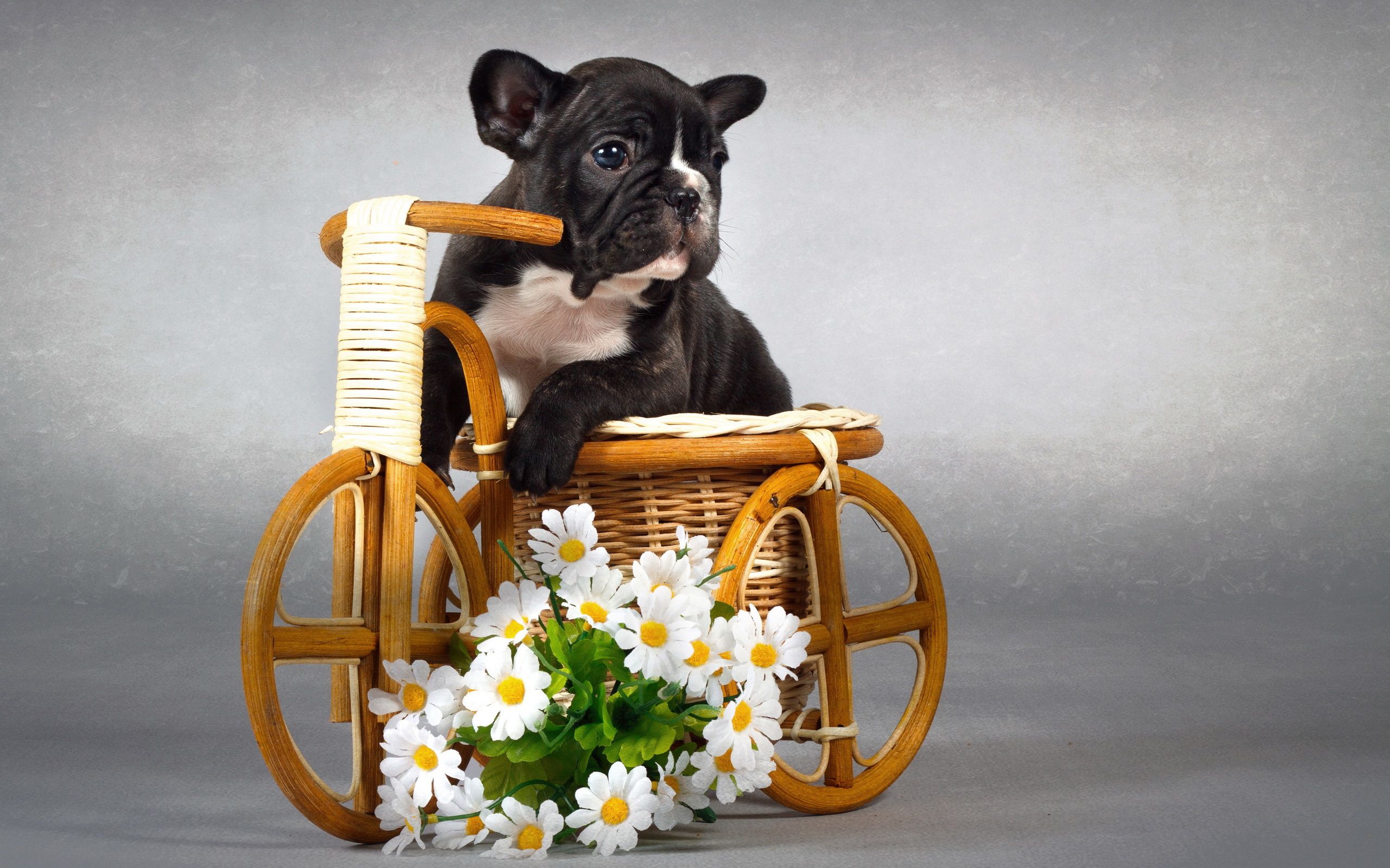 Cute Puppy With Flowers Wallpaper Quality Image And Transparent PNG Free Clipart