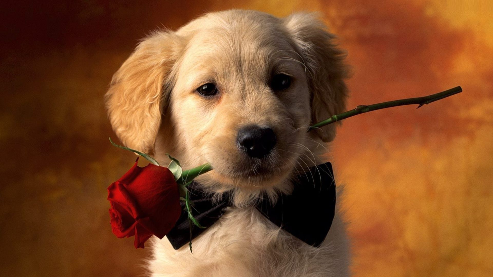 Dog with flower wallpaper download. Wallpaper, picture, photo