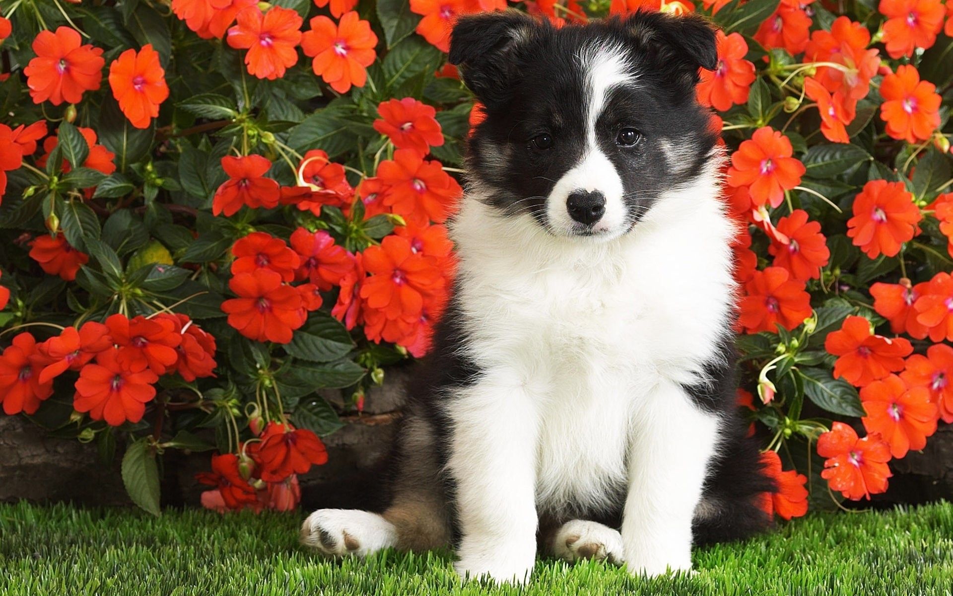 Dog, Puppy, Black, White, Spotted, Flowers wallpaper