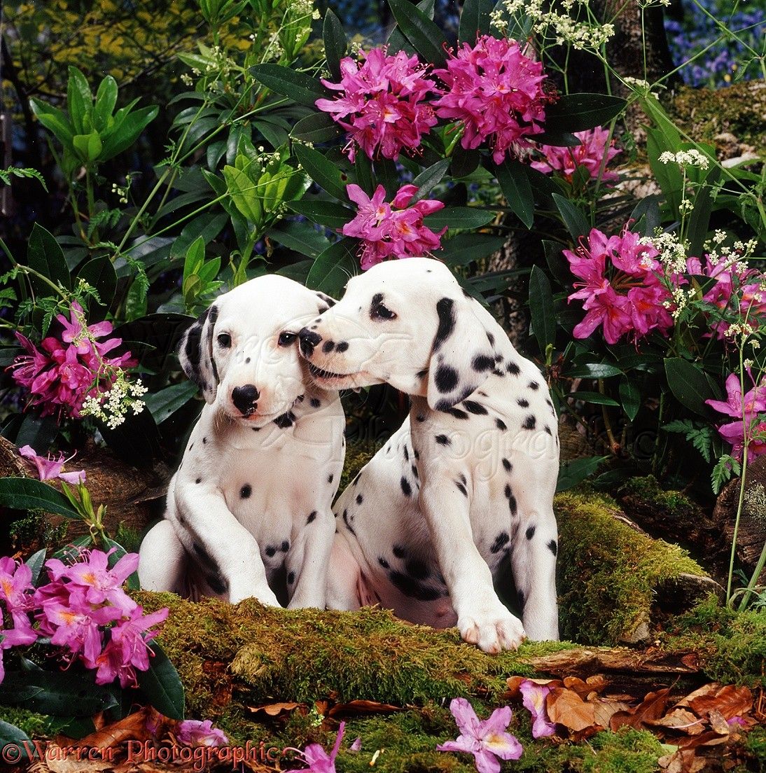 Dalmatian with Flowers Background. Beautiful Flowers Wallpaper, Pretty Flowers Wallpaper and Amazing Flowers Wallpaper