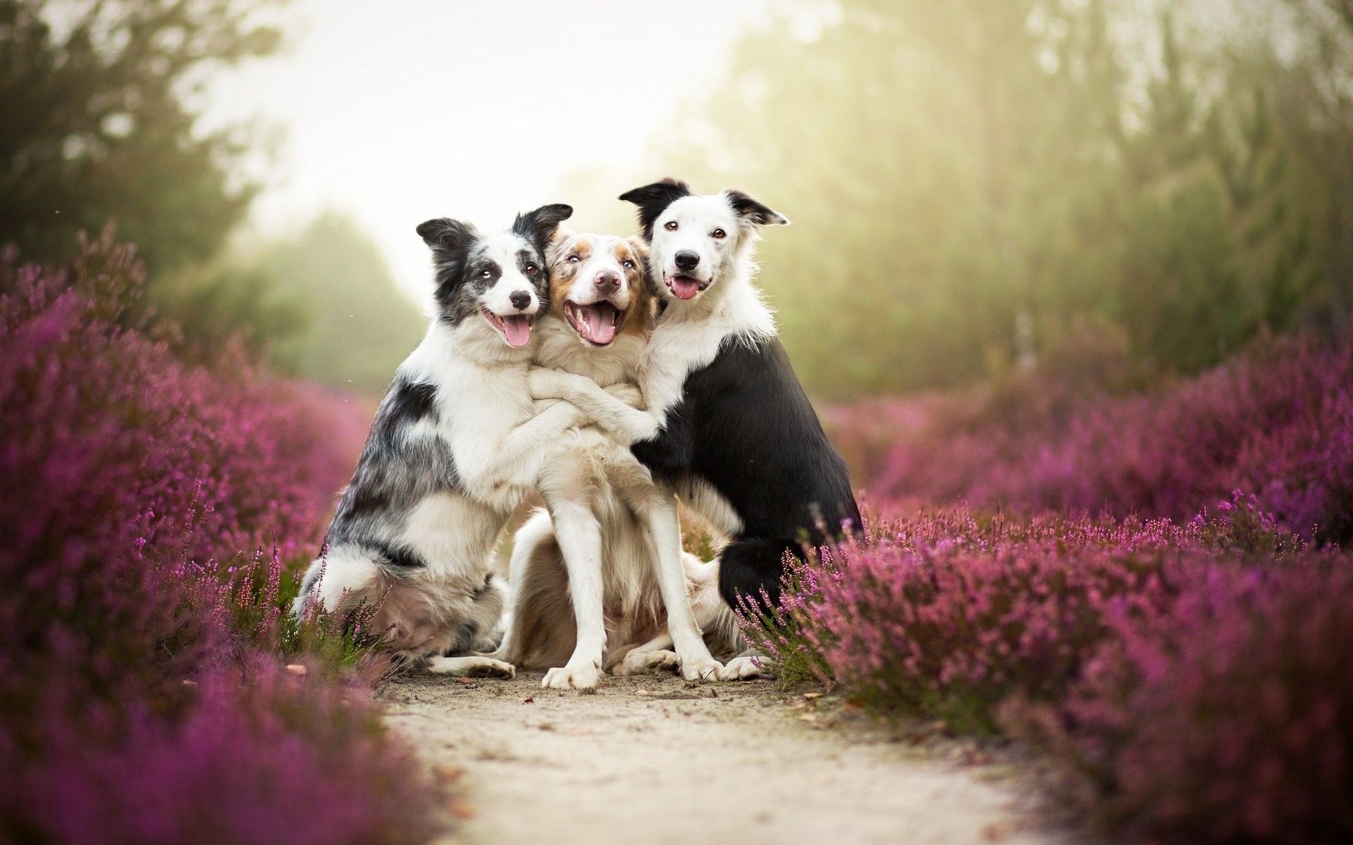 Friends, Dog, Flowers, Mist, Animals, Nature, Pet Wallpaper HD / Desktop and Mobile Background