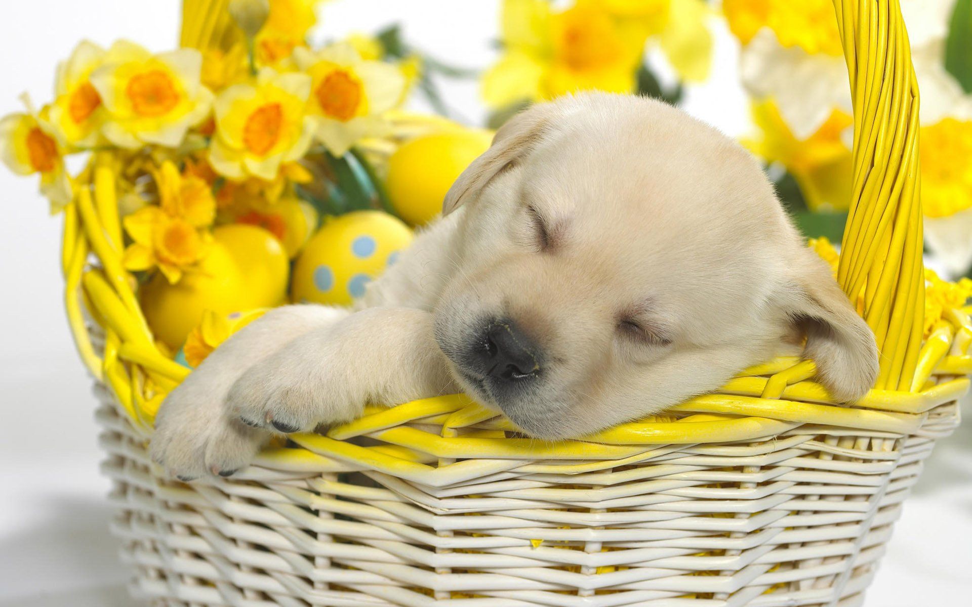 dream puppy flowers basket dogs puppies sleep HD wallpaper