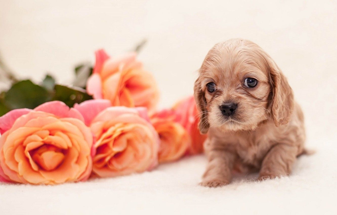 Wallpaper puppy, dog, flowers, baby, roses image for desktop, section собаки
