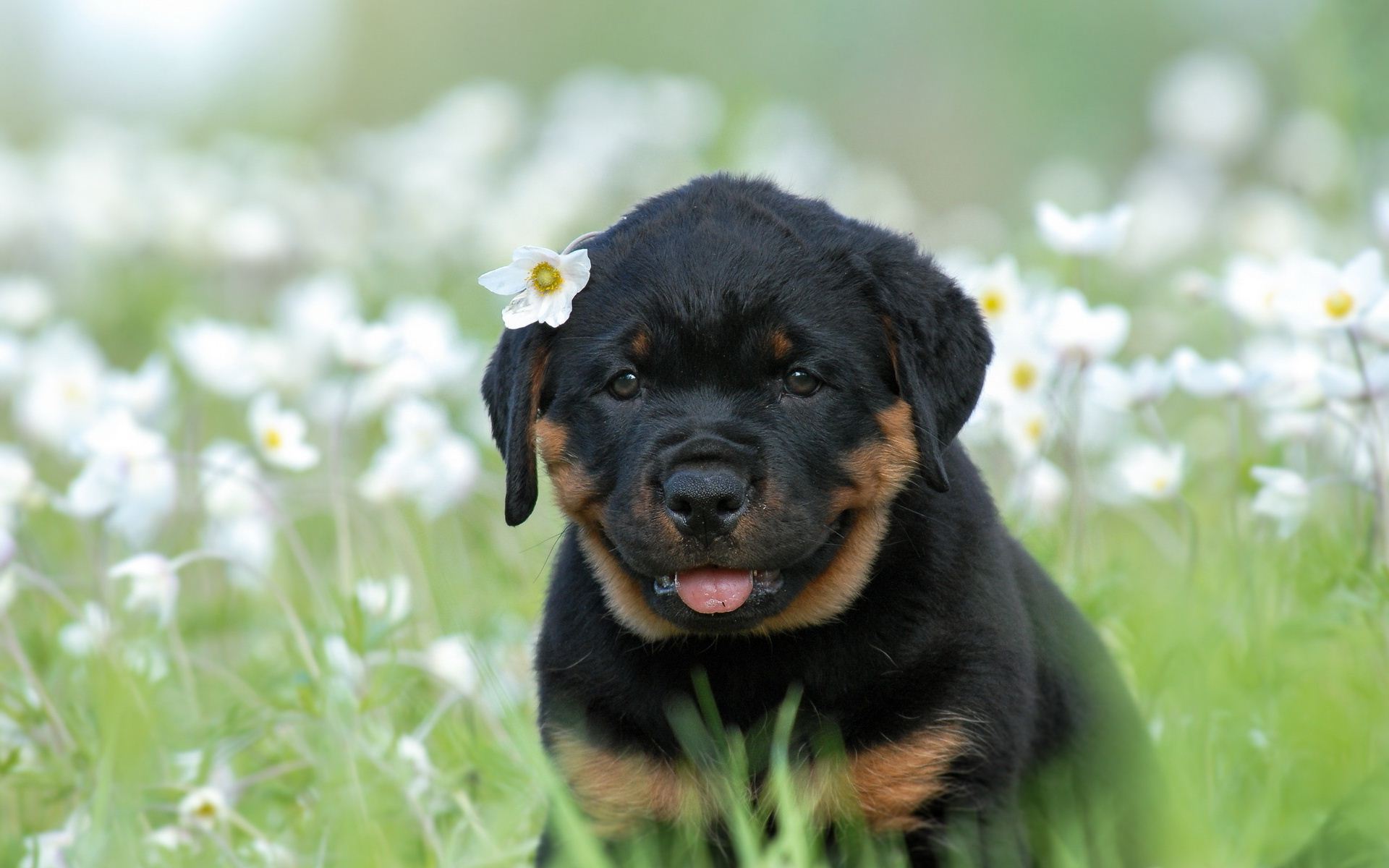 Rottweiler puppy with flower wallpaper and image, picture, photo