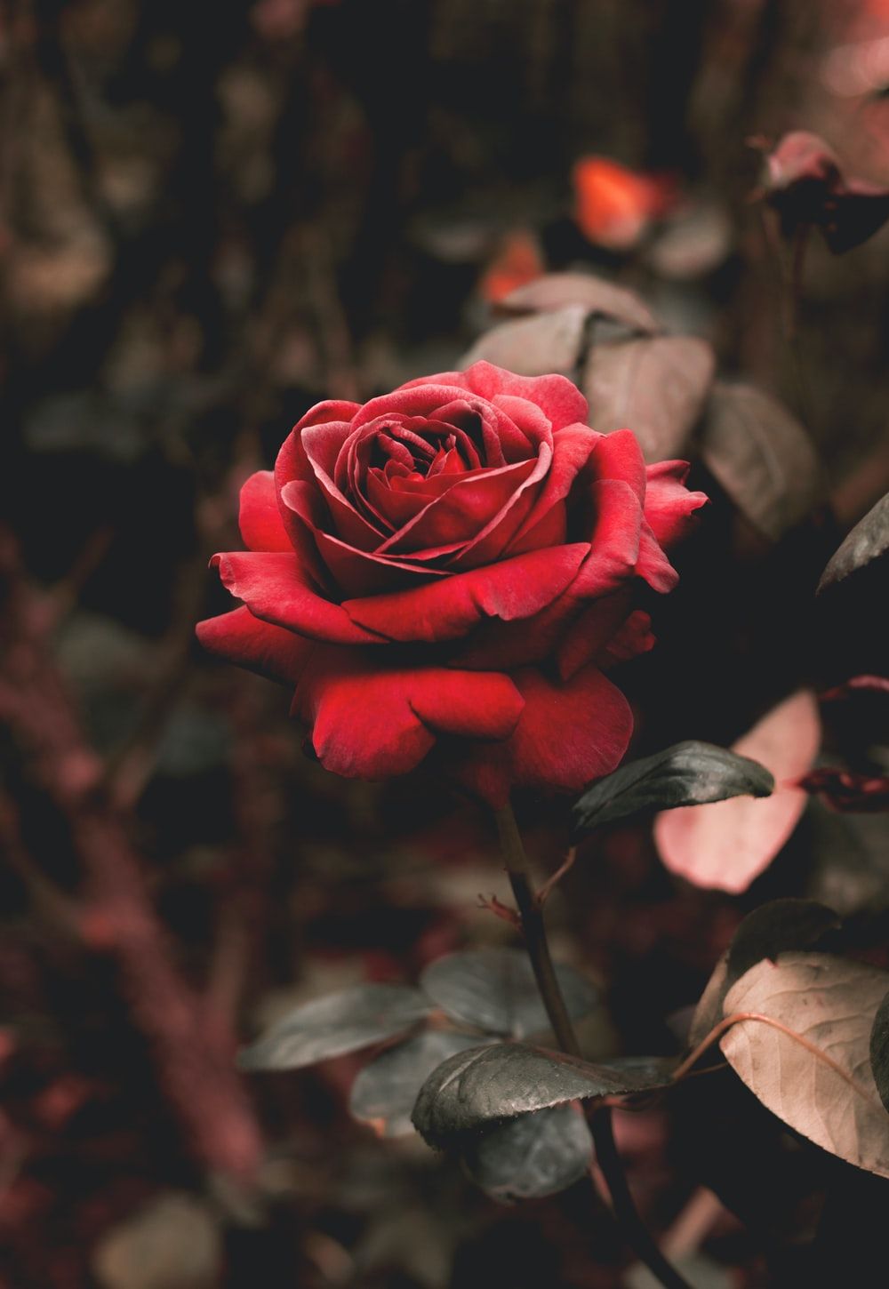 Rose Wallpaper: Free HD Download [HQ]