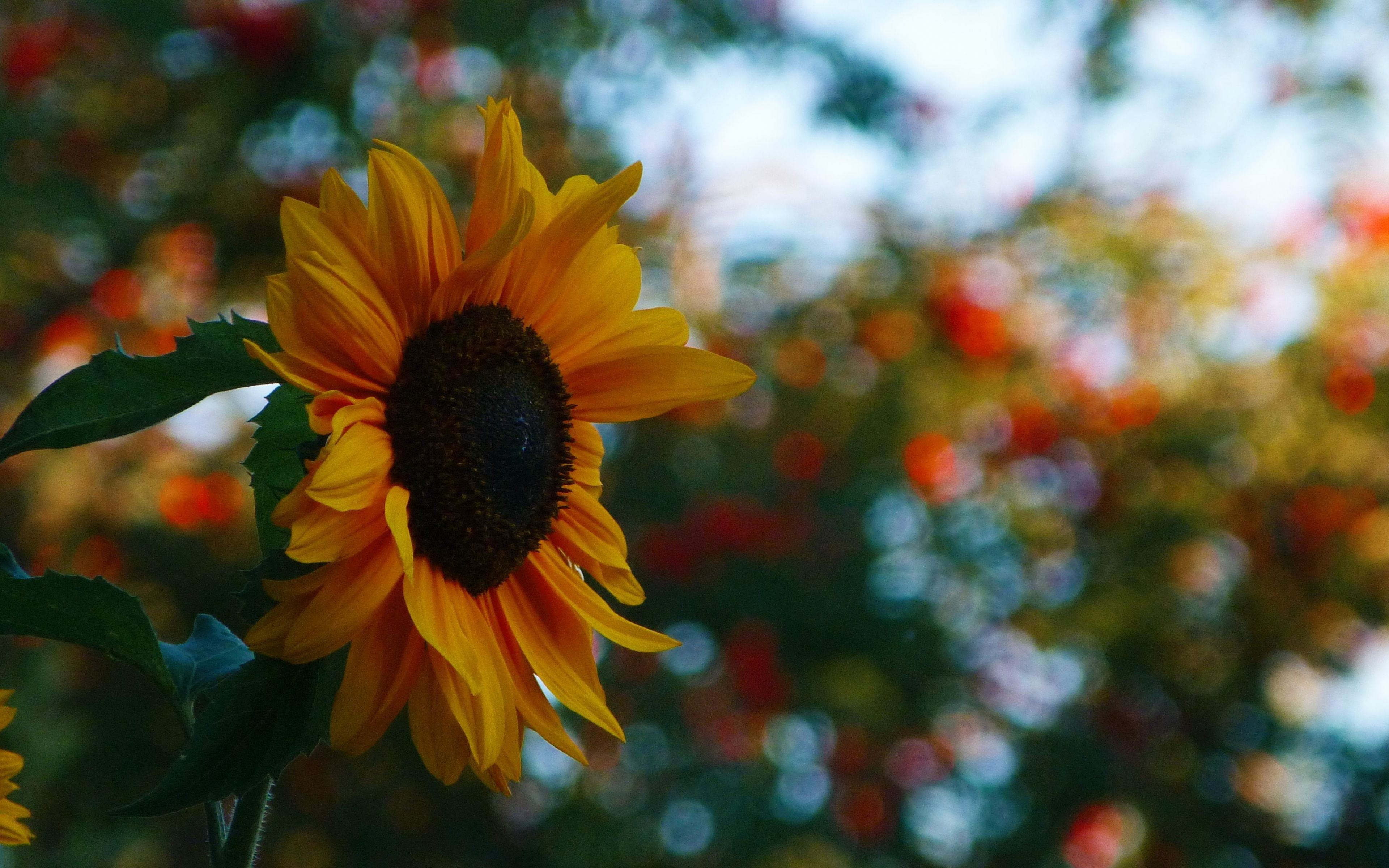 Desktop Wallpaper Sunflower, Flower, Bokeh, 4k, HD Image, Picture, Background, 0a4e9a