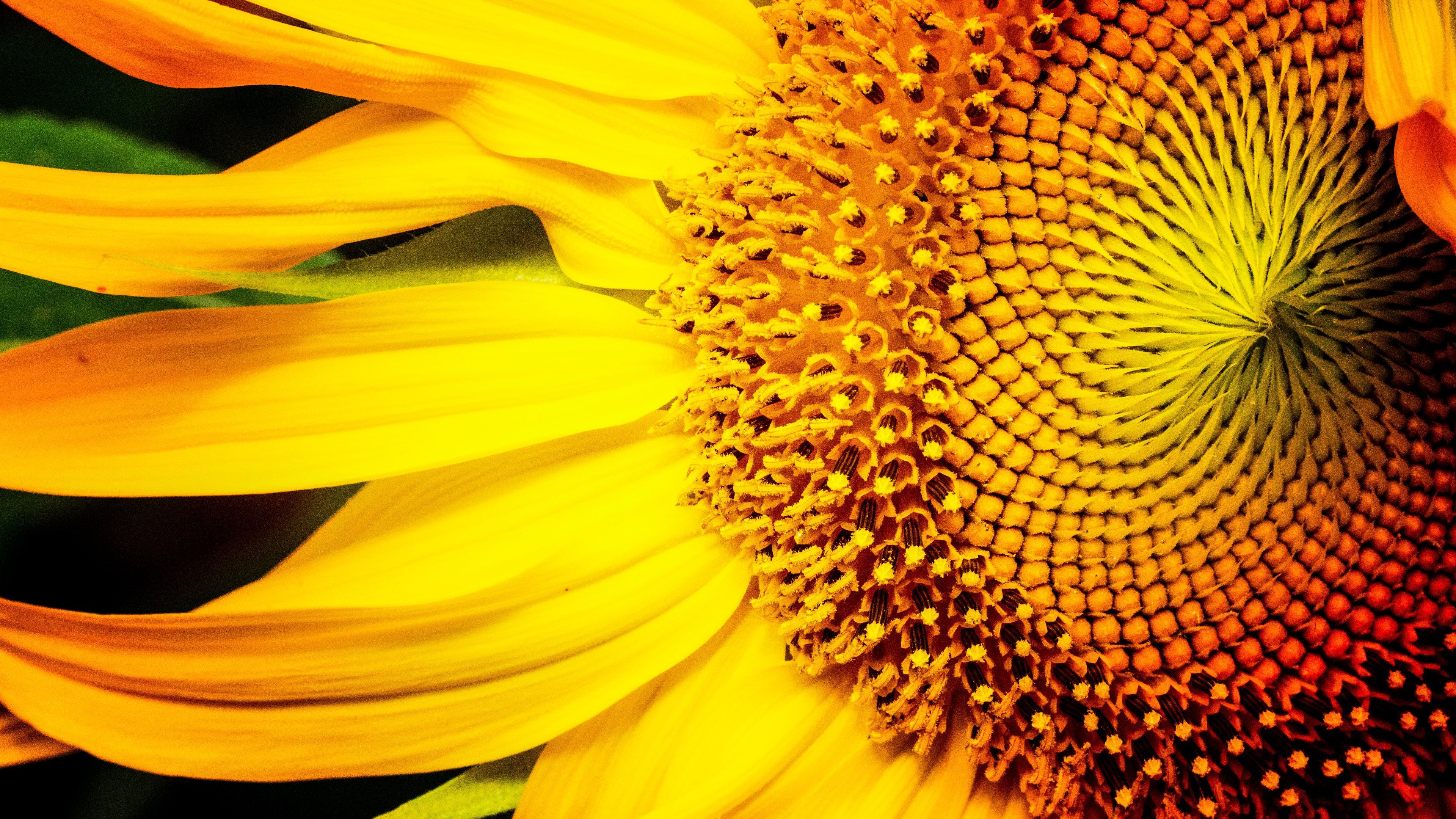 Sunflower Wallpaper for DeskK