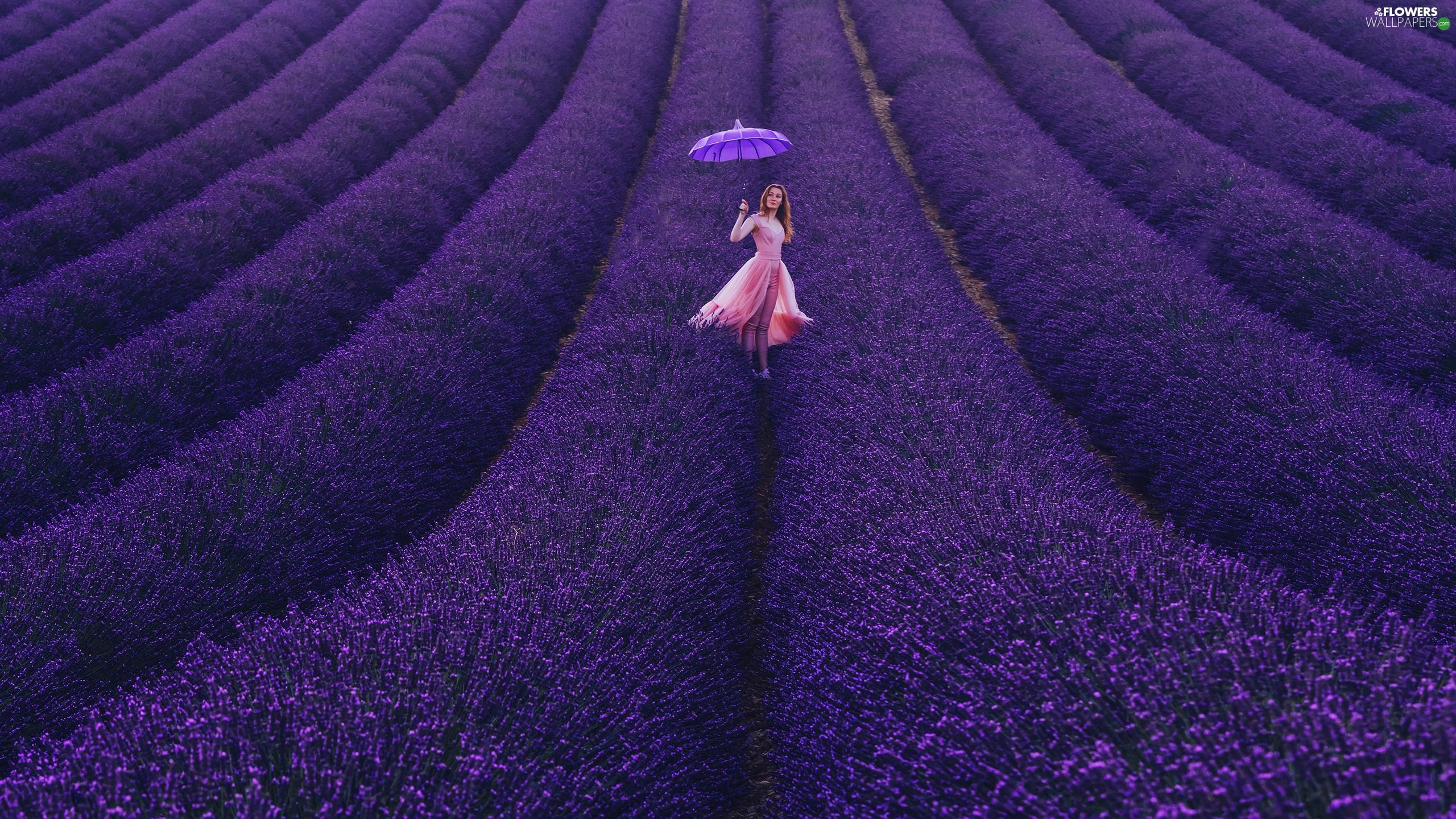 Field, Women, umbrella, lavender wallpaper: 2560x1440