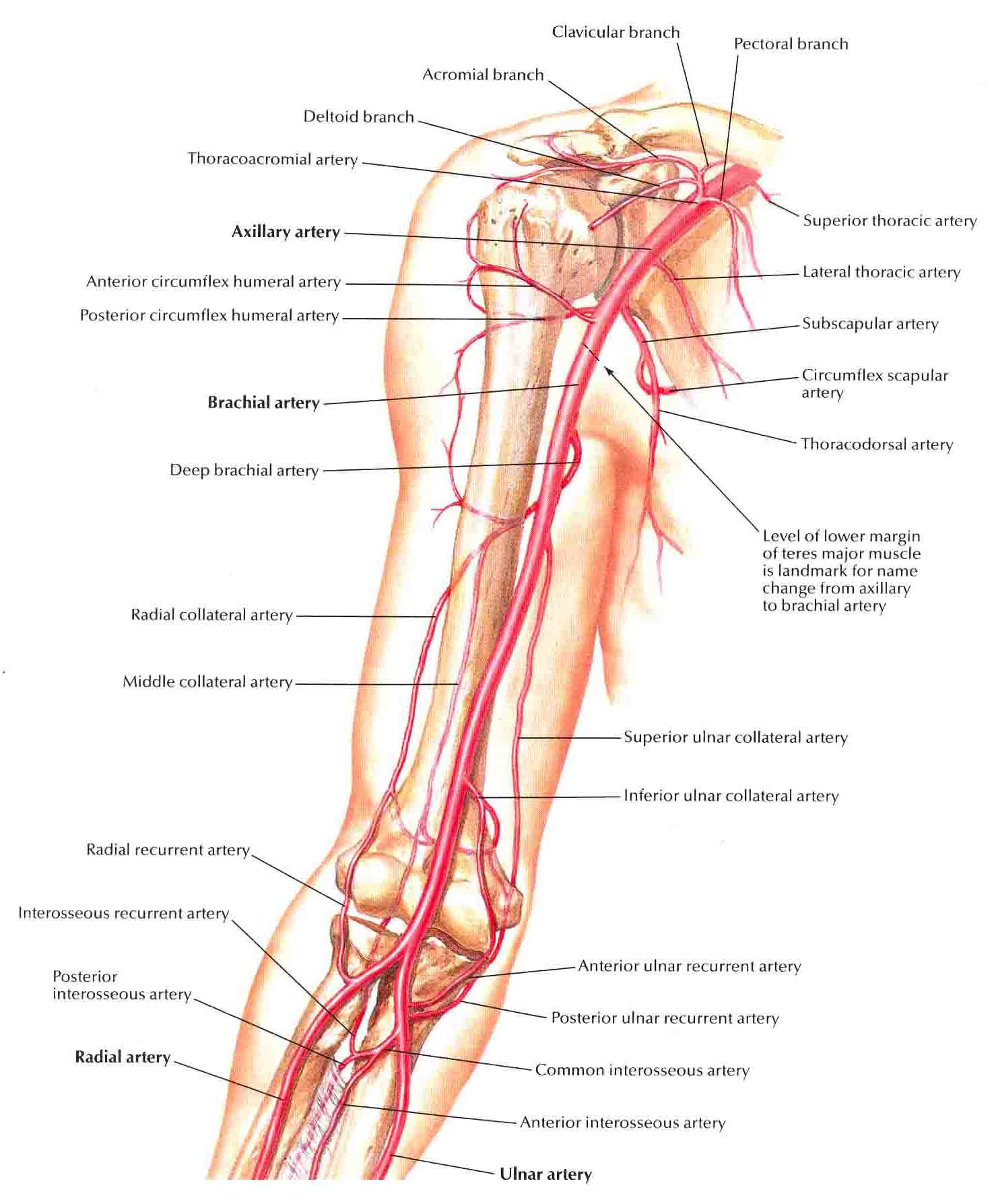 5 letter words with artery