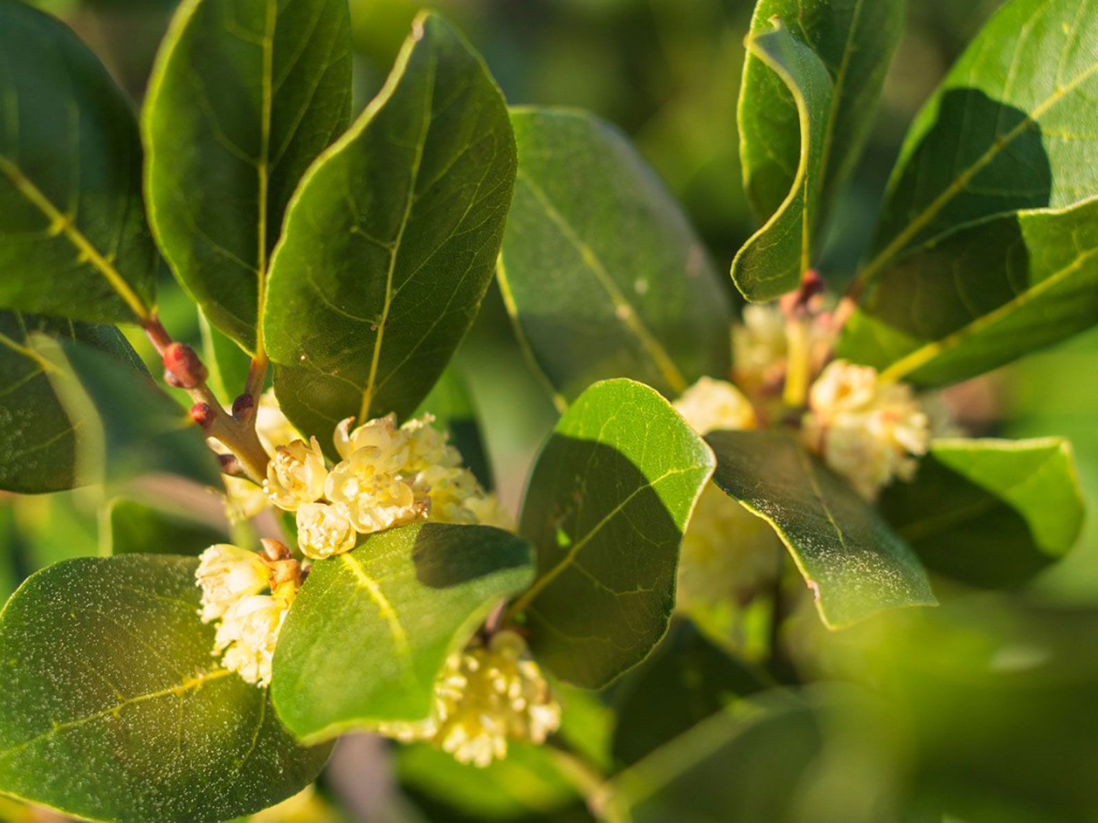 Yellow Leaves On Bay Laurel: Diagnosing A Yellow Bay Laurel Plant