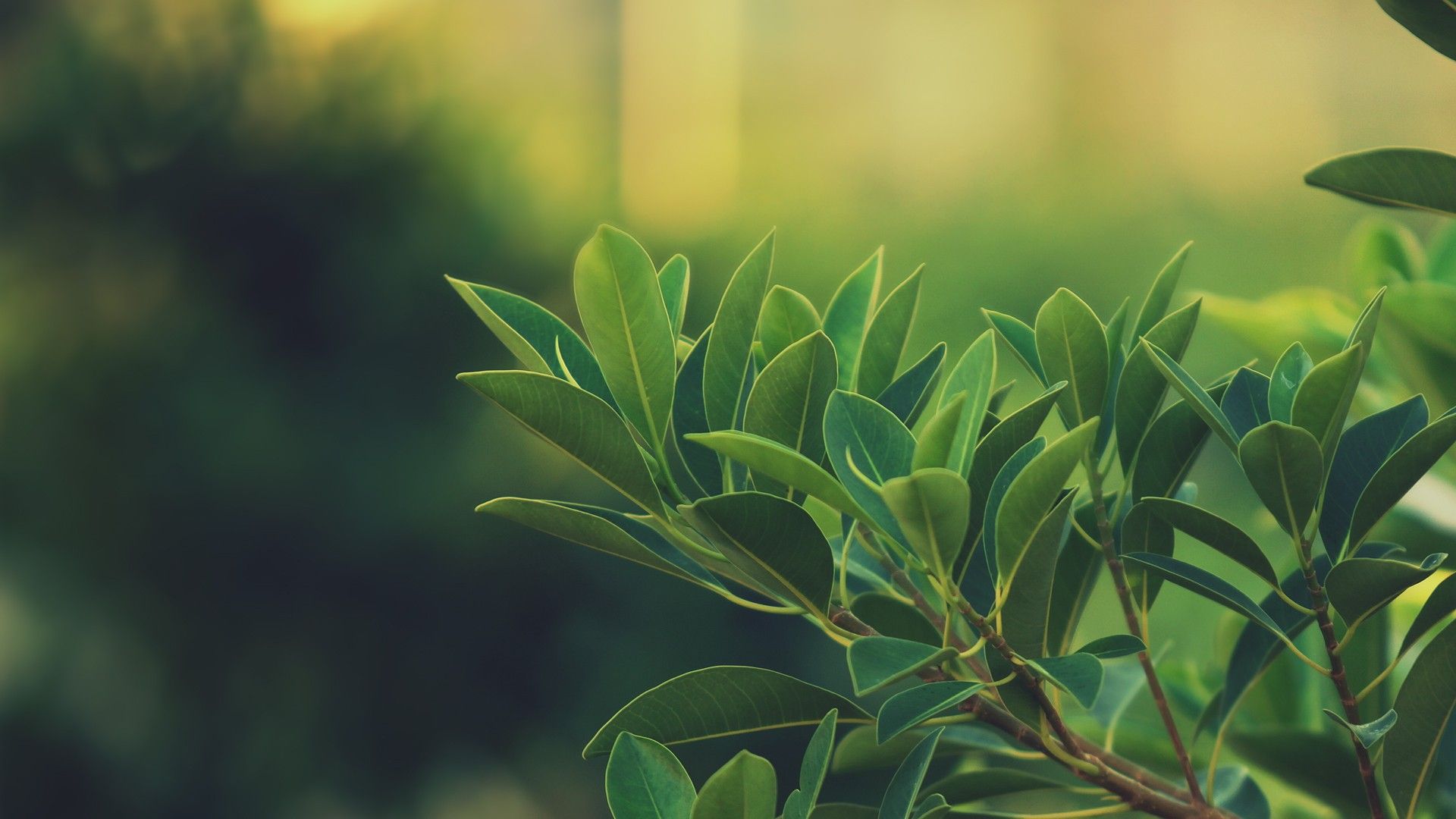 Bay Leaf Wallpaper. Gold Leaf Wallpaper, Silver Leaf Wallpaper and Leaf Wallpaper