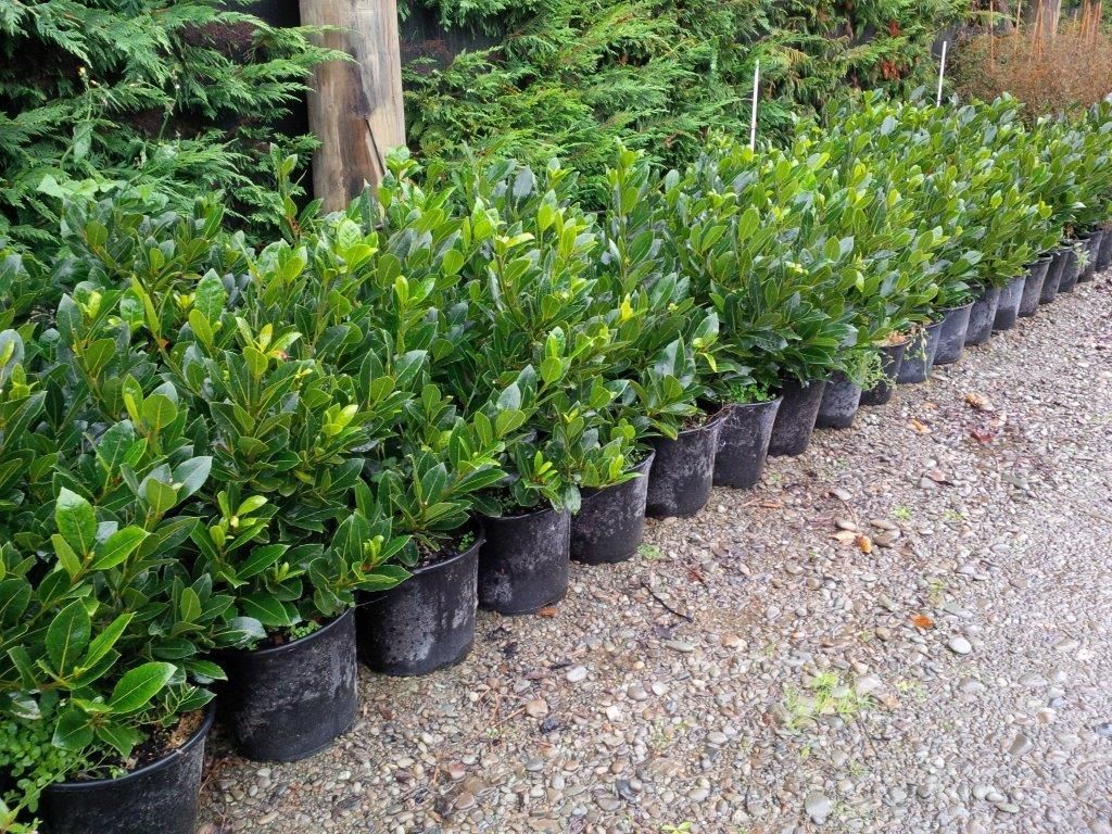 LAURUS nobilis Pride of Provence (Hedge Bay Laurel) a short bush that could line the side wa. Landscaping entryway, Front yard landscaping design, Hedging plants