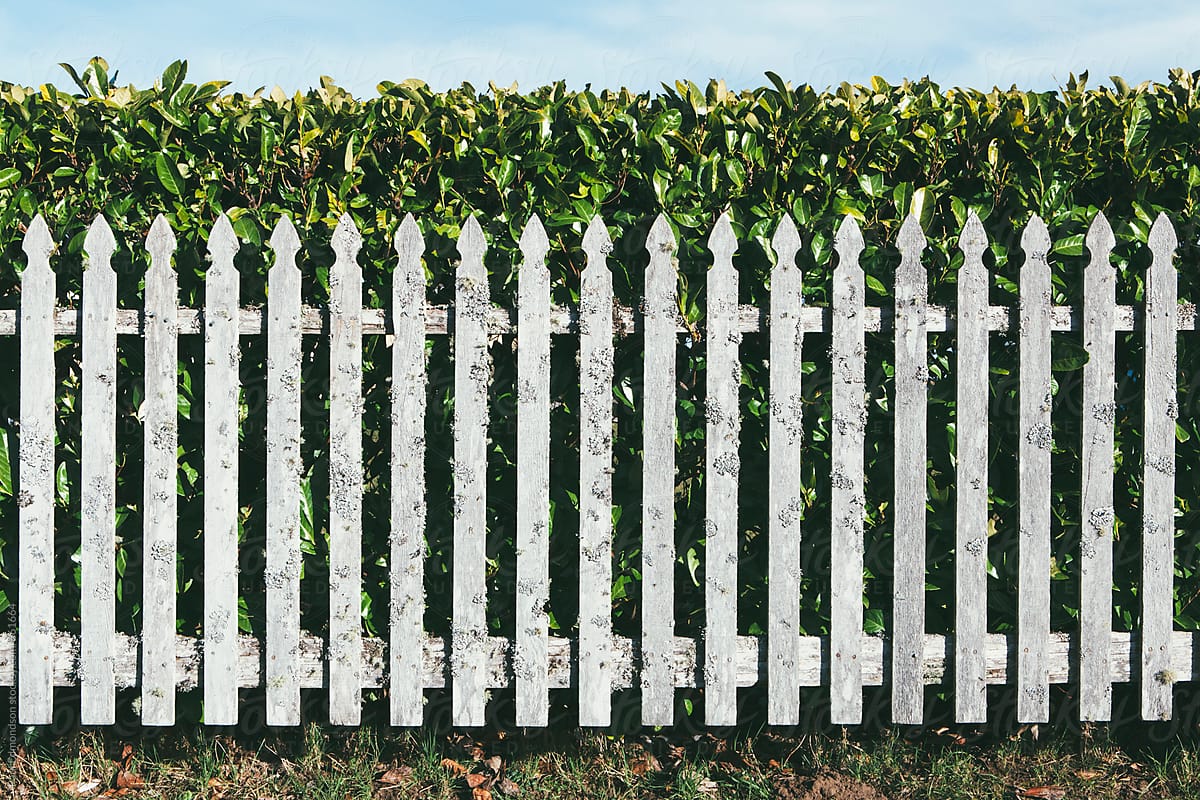 Wood Fence In Front Of Laurel Hedge by Rialto Image, Picket Fence
