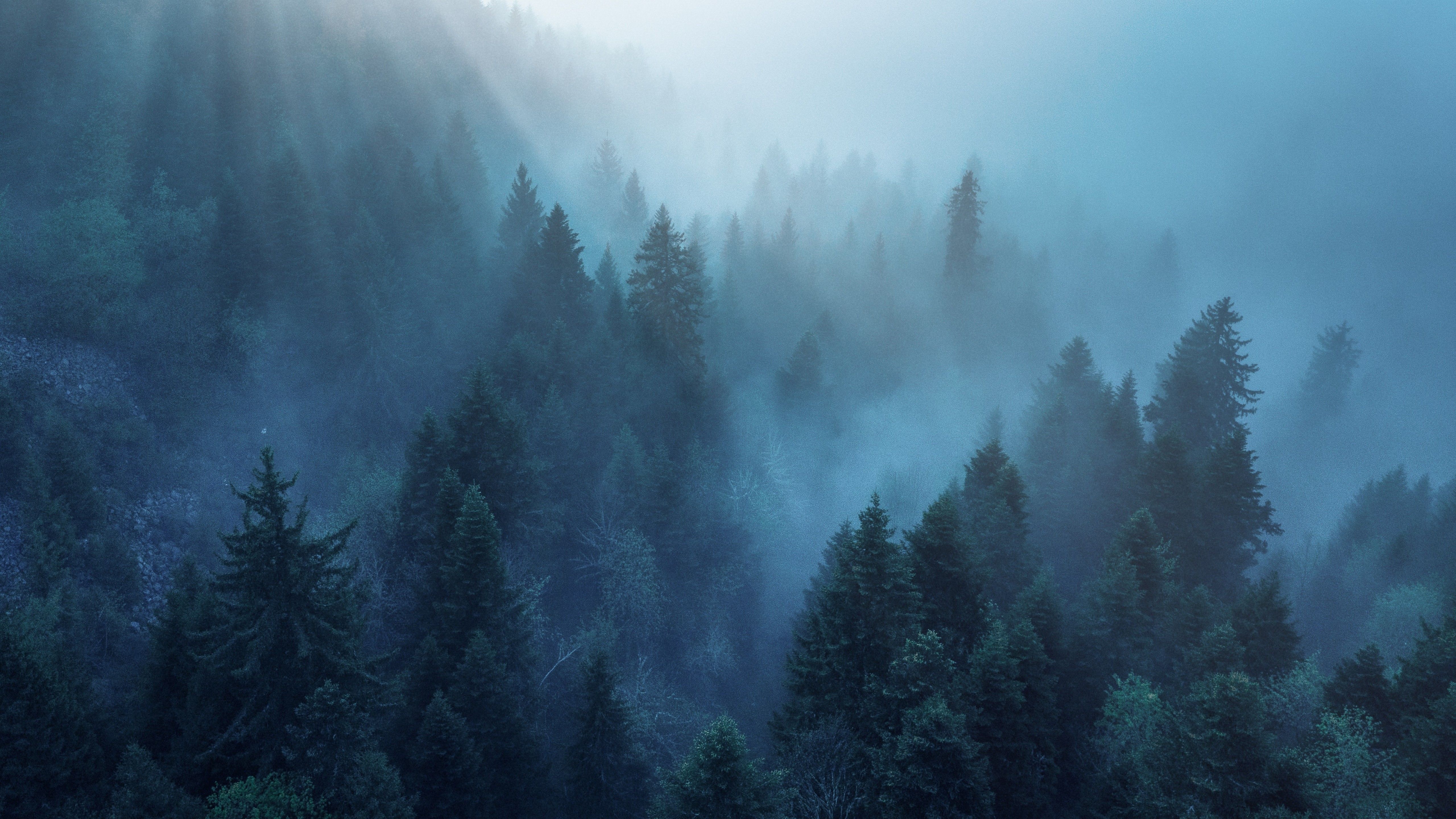 Forest 4K Wallpaper, Rhone Alpes, Sunlight, Morning Fog, Blue, Ambiance, Nature
