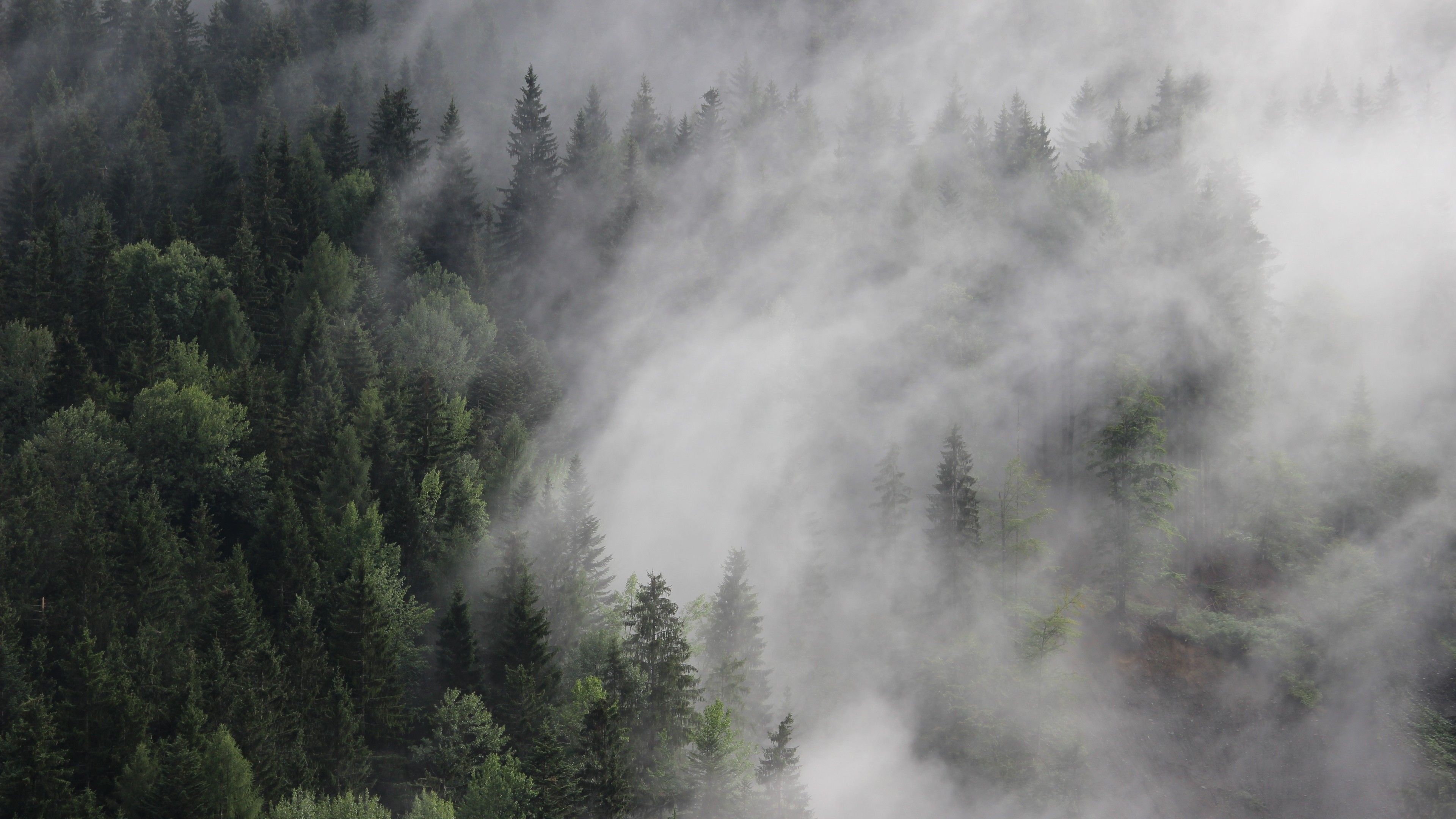Wallpaper Austria, 4k, 5k wallpaper, 8k, forest, fog, mist, pines, Nature