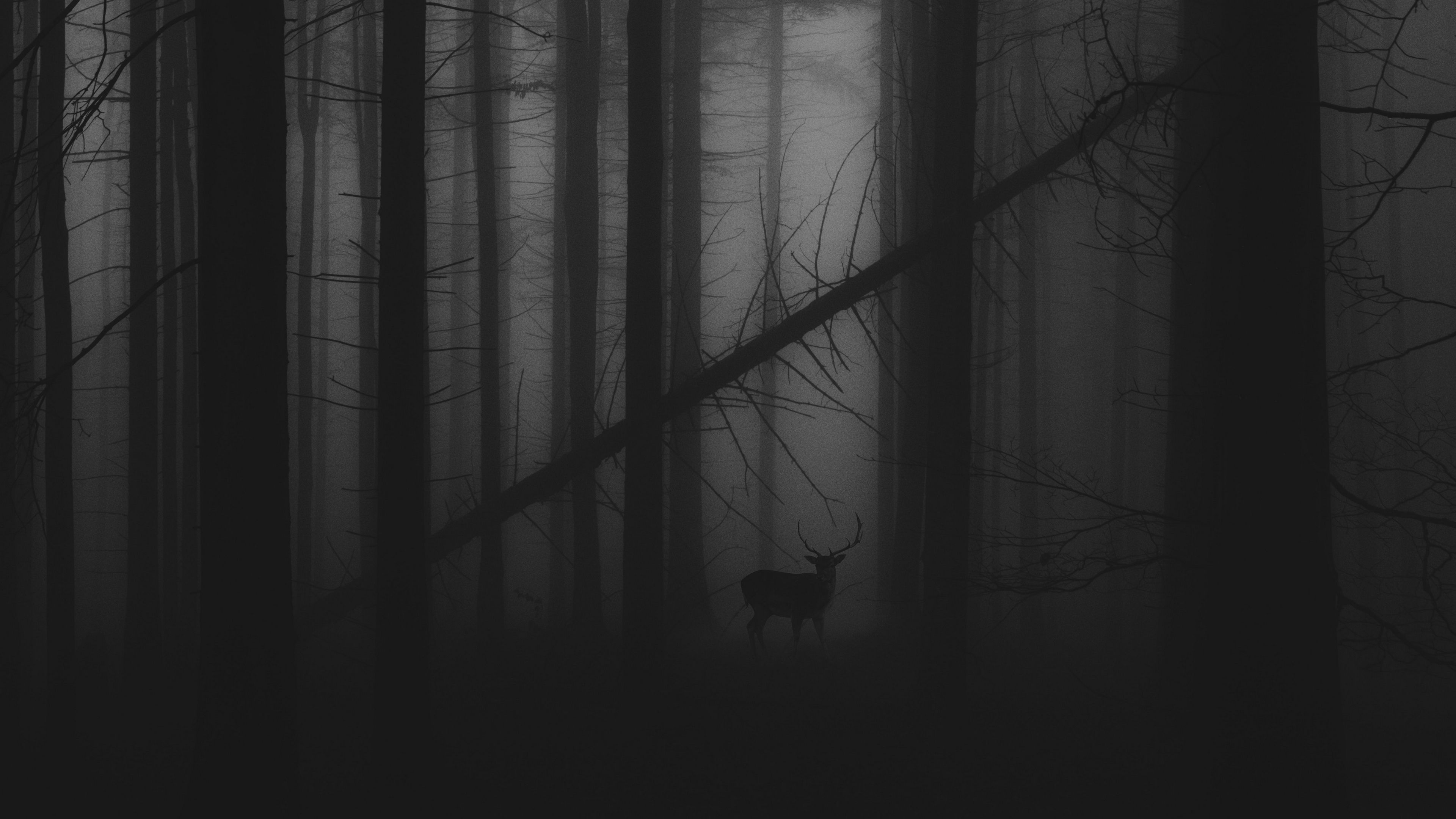 Forest Fog 4K wallpaper. Dark wallpaper, Desktop background picture, Background desktop