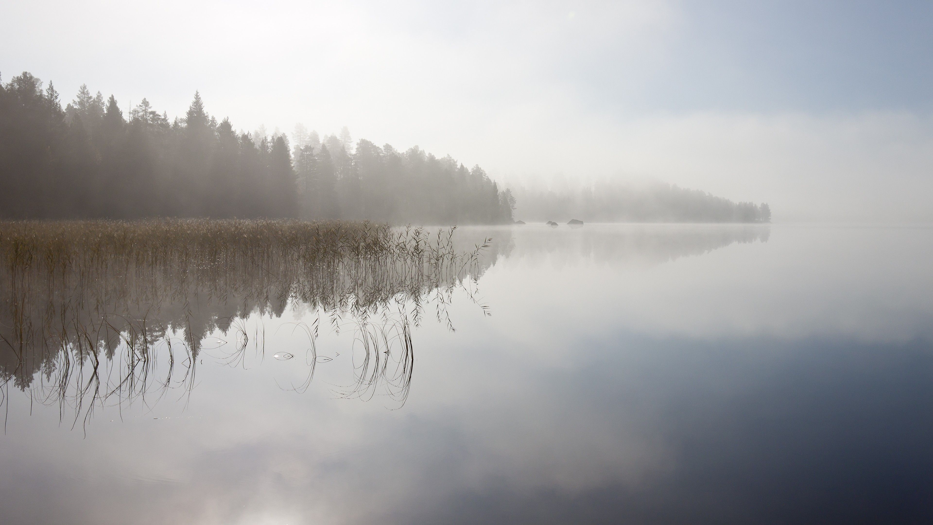 Wallpaper River, 5k, 4k wallpaper, fog, trees, sky, OS