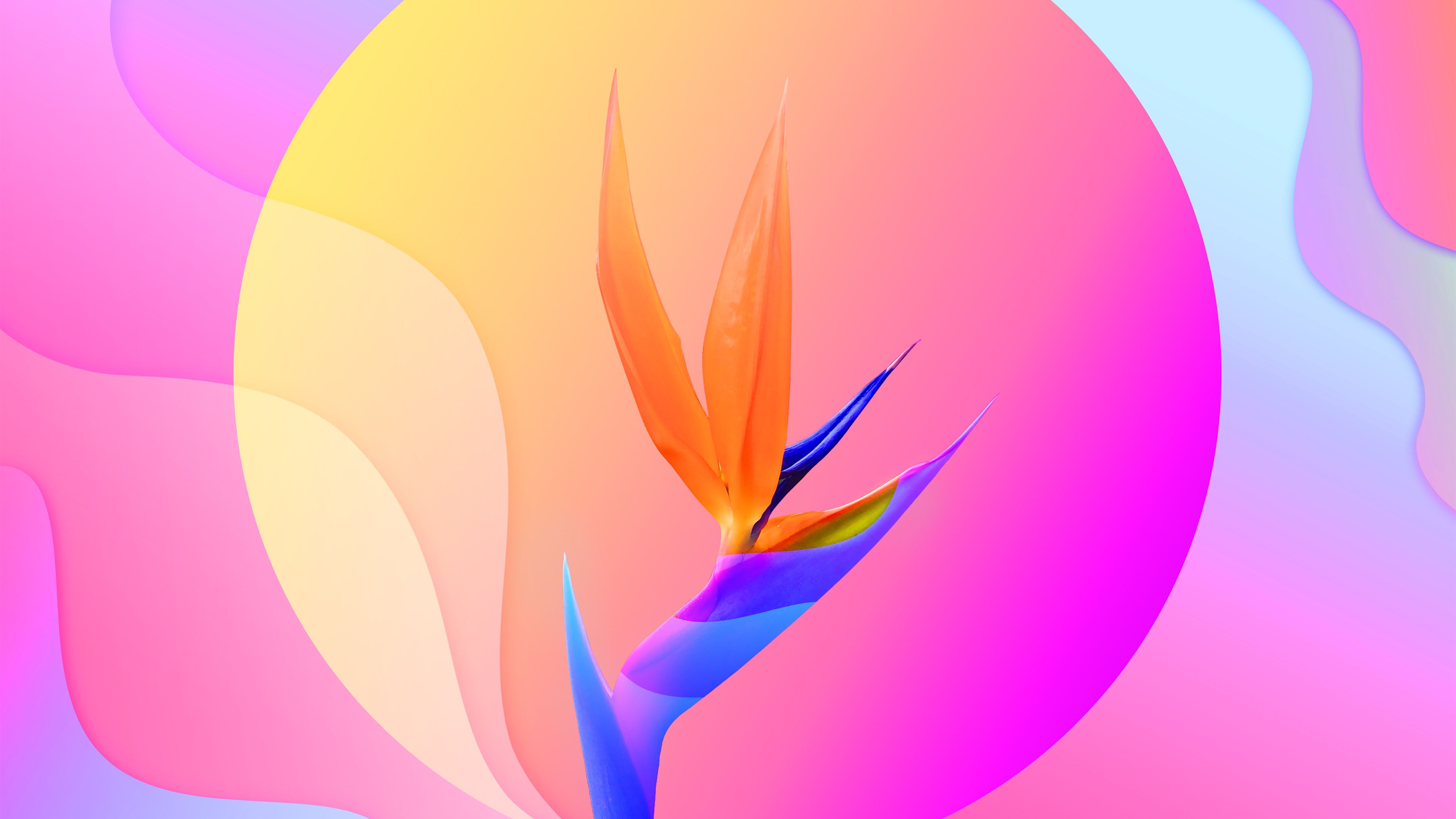 Colorful Abstract Flower 4K Wallpaper