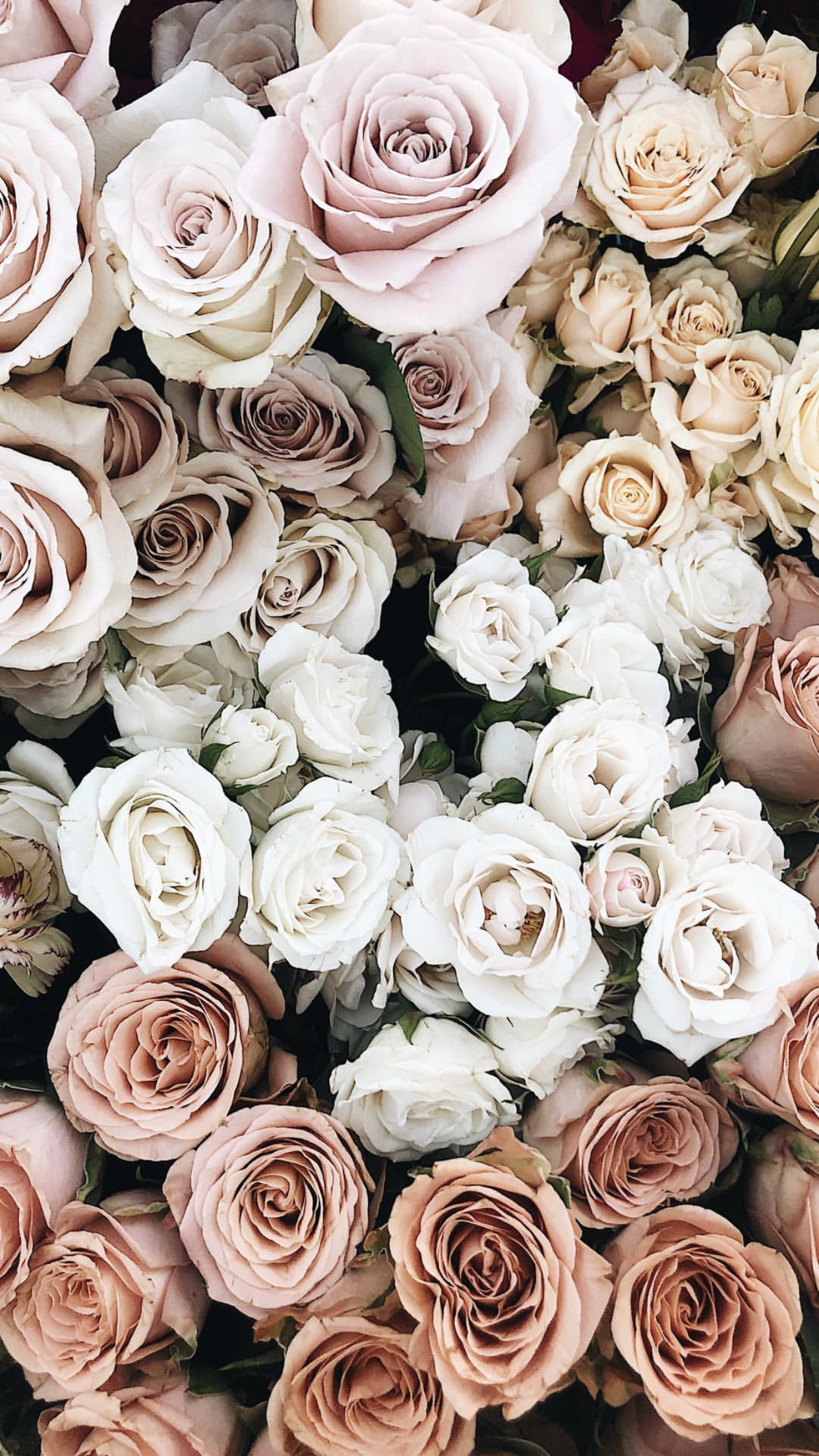 Elegant Wedding White Rose Background