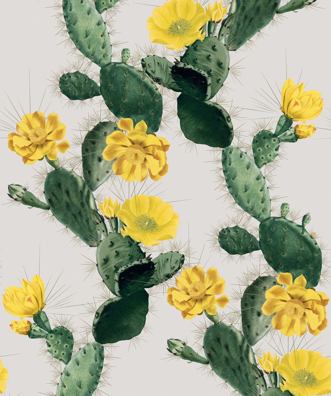 Alluring Cactus Wallpaper • Bold Bright Cacti Design