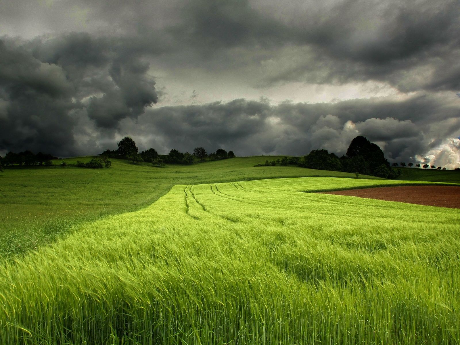 Wallpaper Summer green fields, cloudy sky 1920x1200 HD Picture, Image